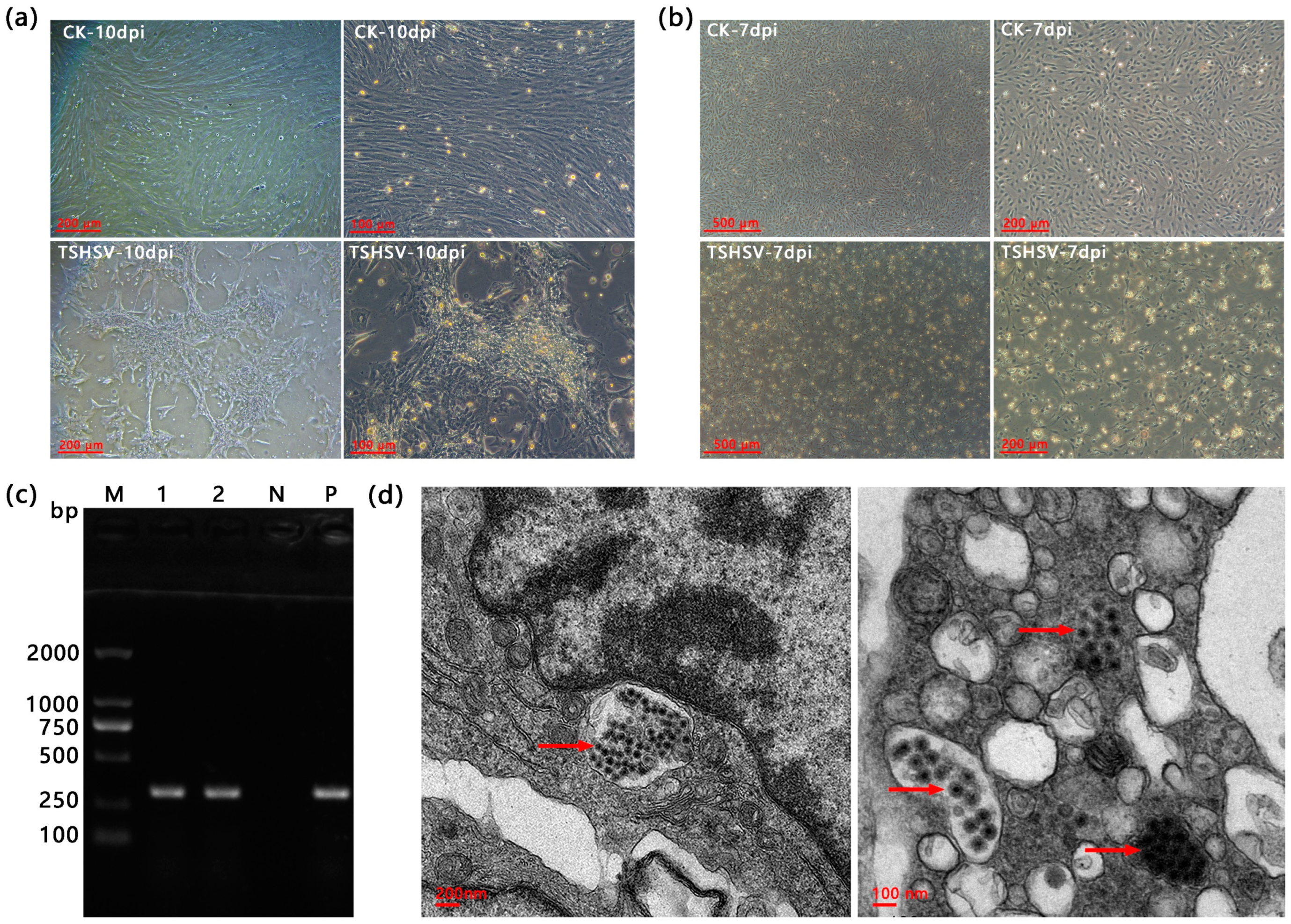 The Infection Properties of Trionyx sinensis Hemorrhagic