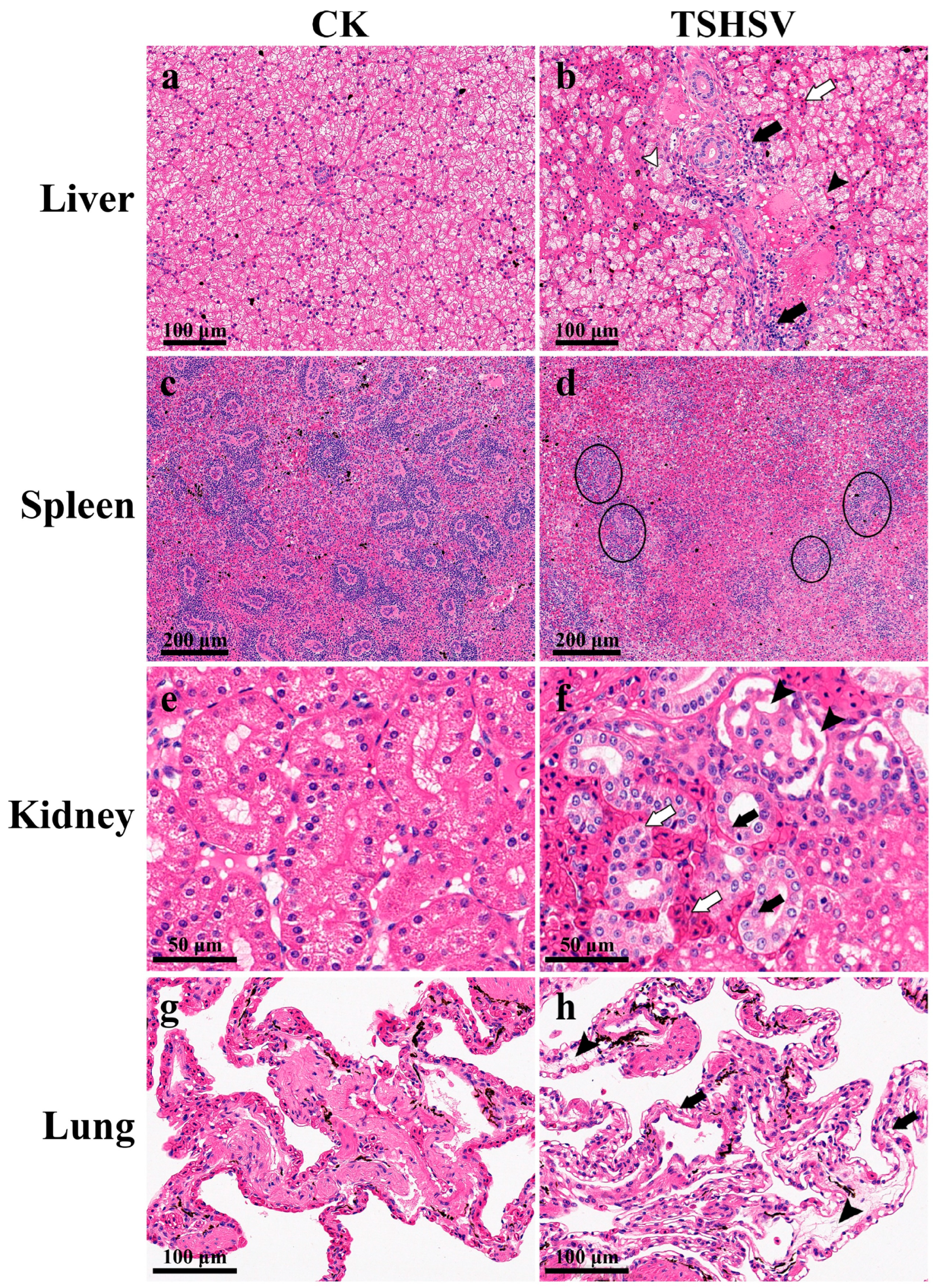 Animals 13 03665 g002