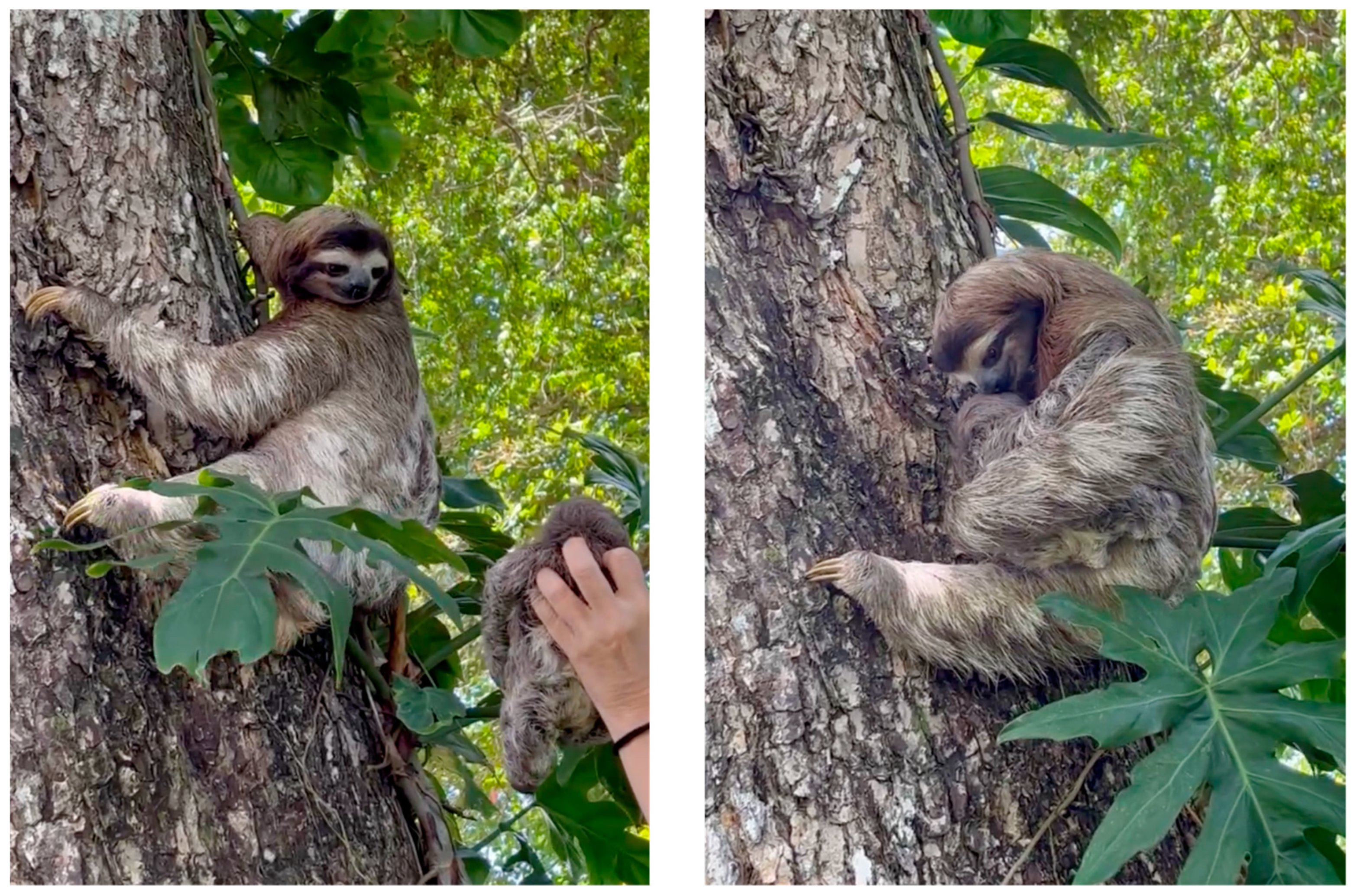 Animals 13 03669 g002