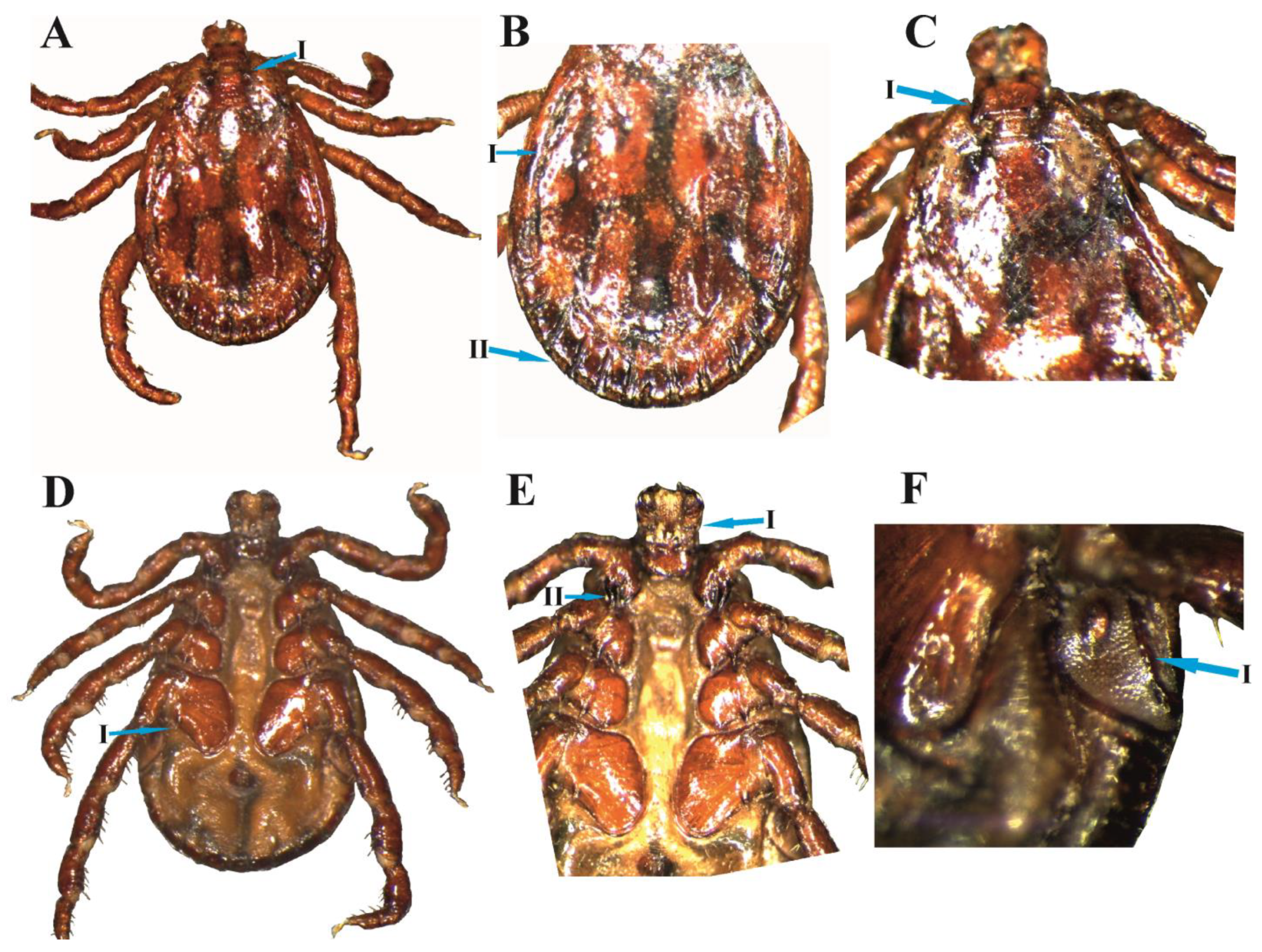 Animals 13 03686 g002