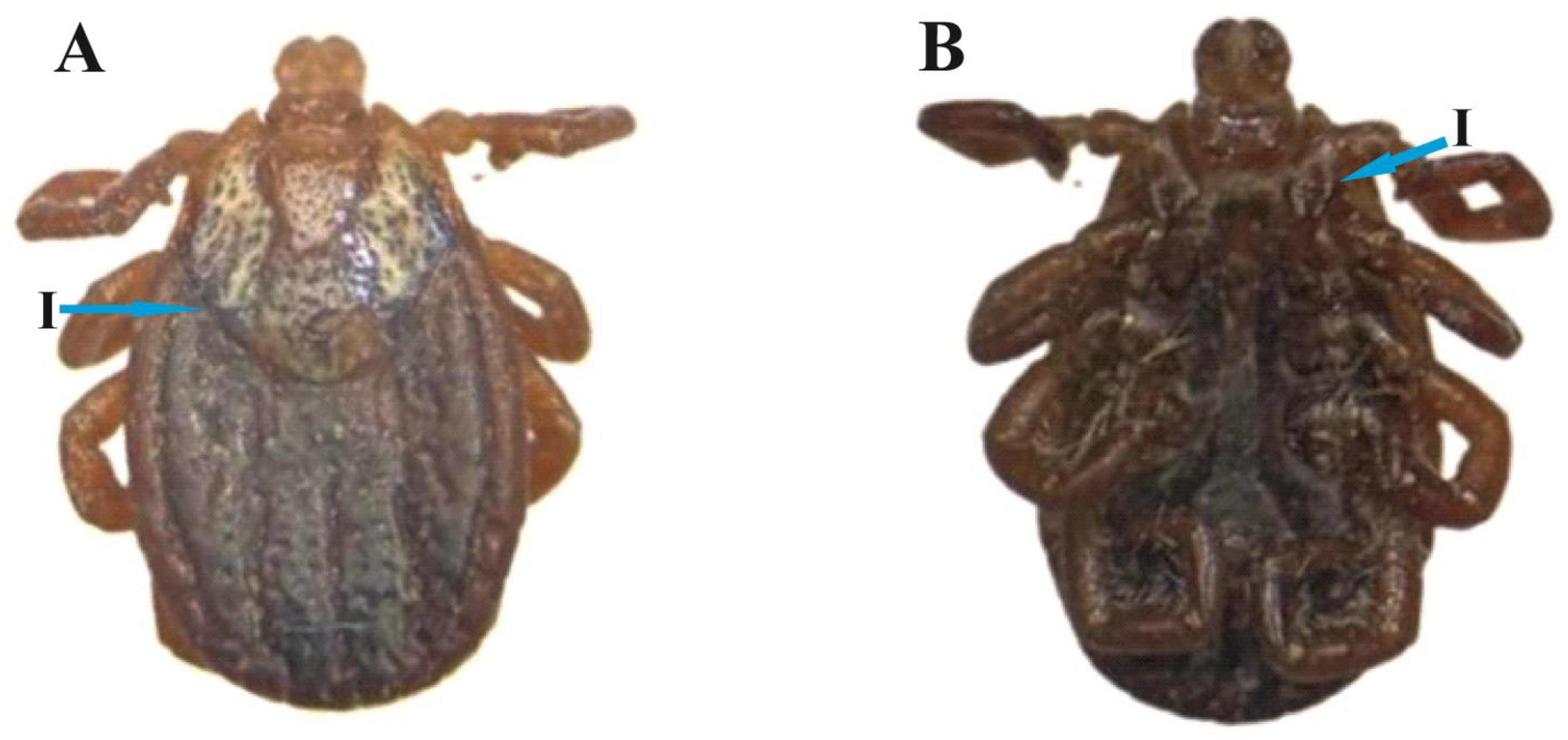 Animals 13 03686 g003