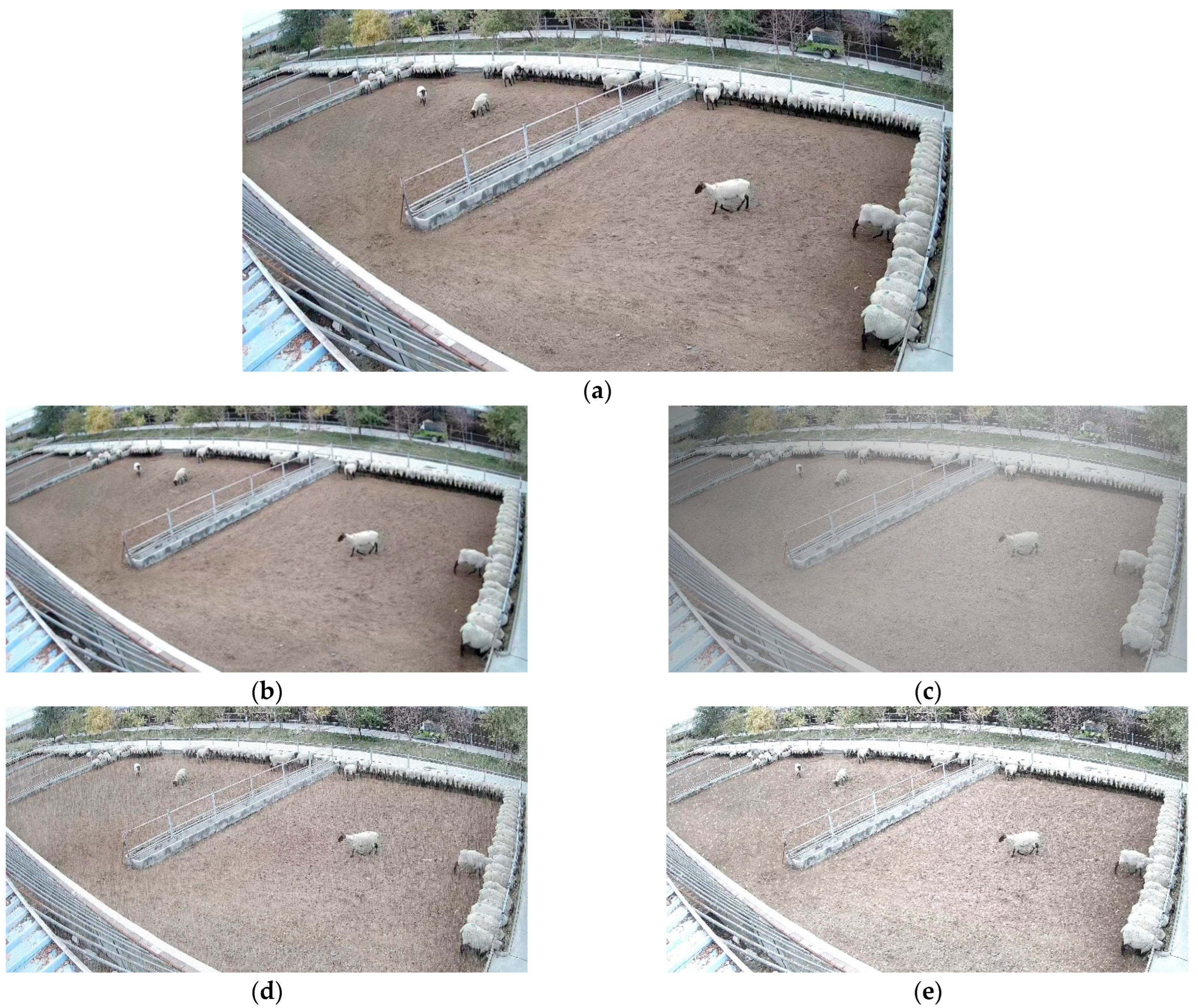 Animals 13 03688 g003