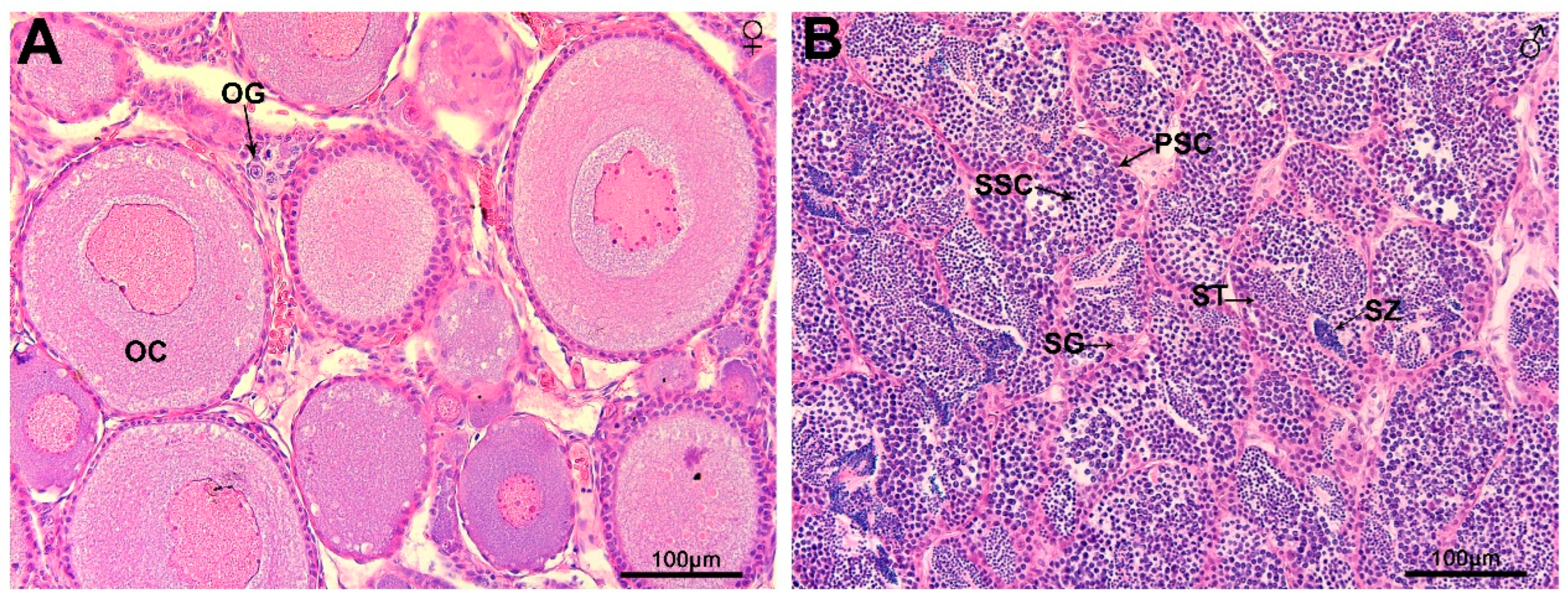 Comparative Transcriptome Analysis Reveals Sexually