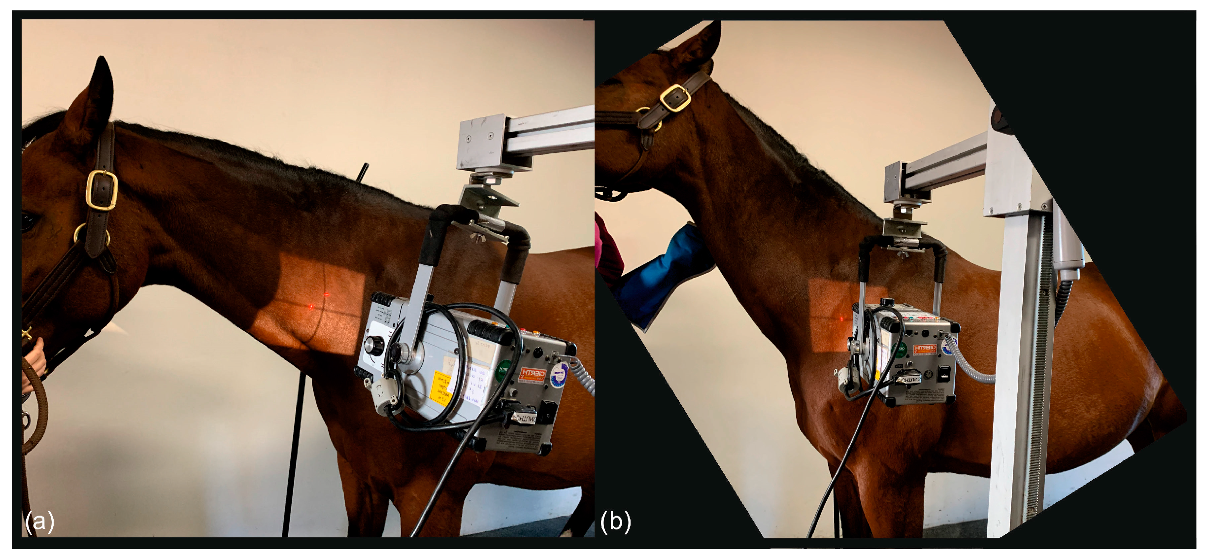 Animals 13 03732 g001