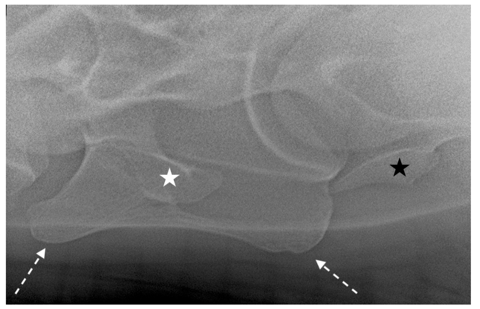 Animals 13 03732 g006