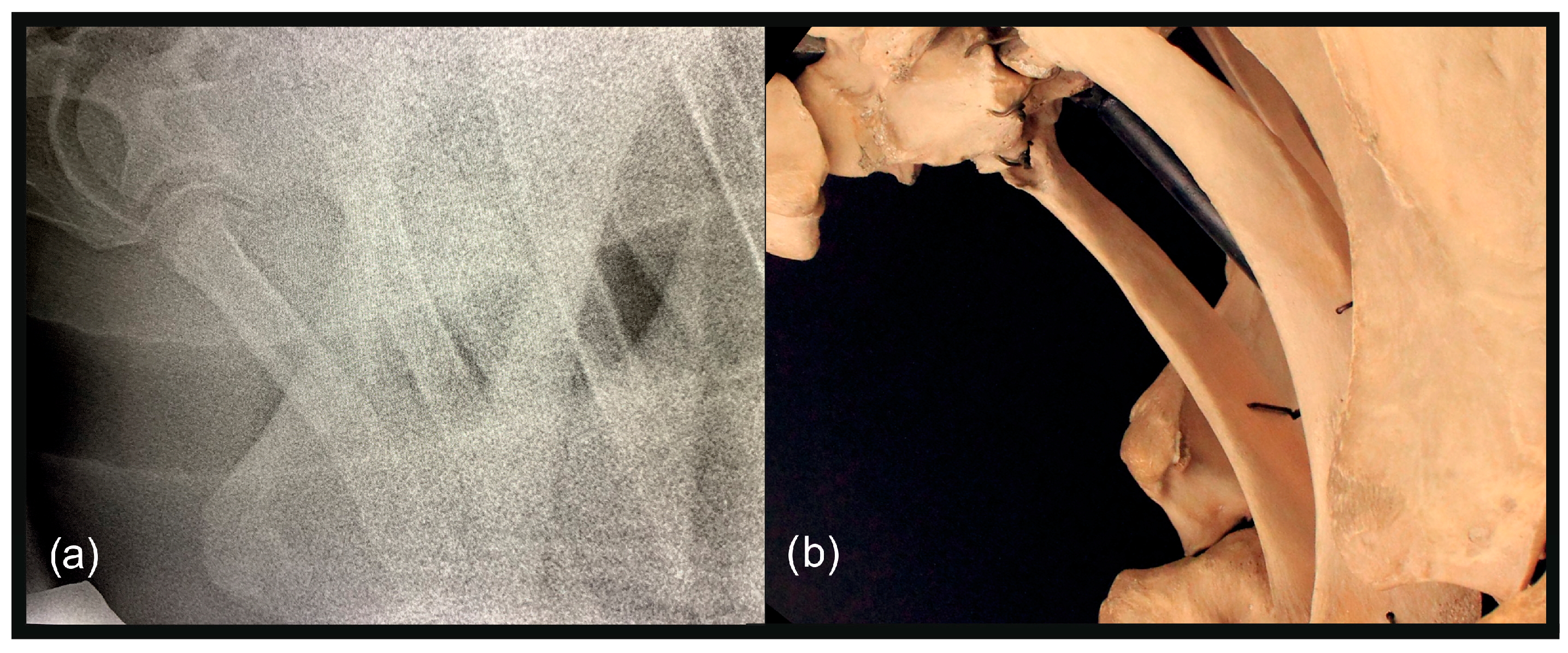 Animals 13 03732 g008