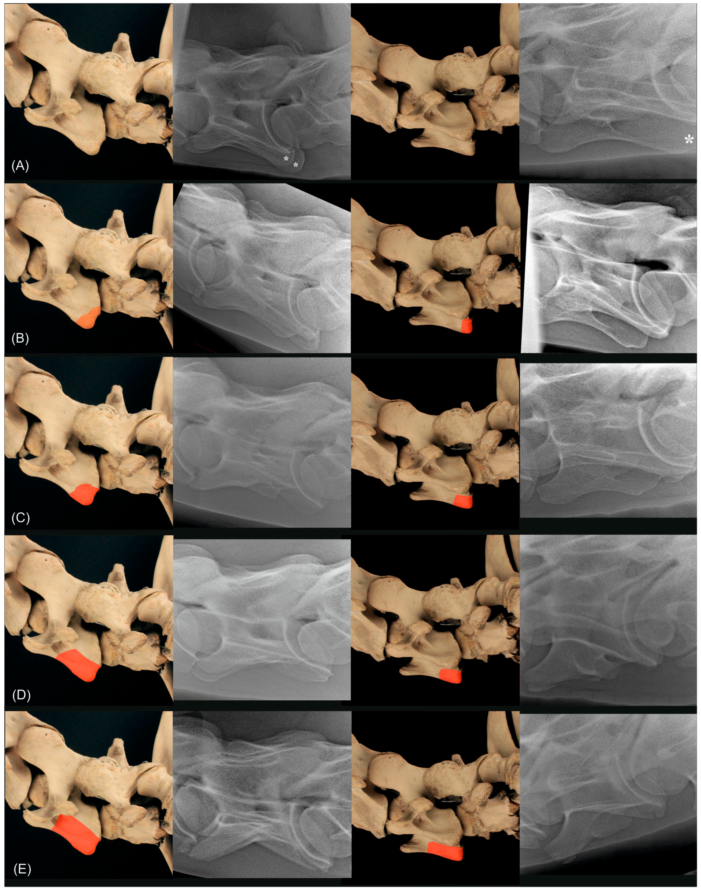 Animals 13 03732 g009