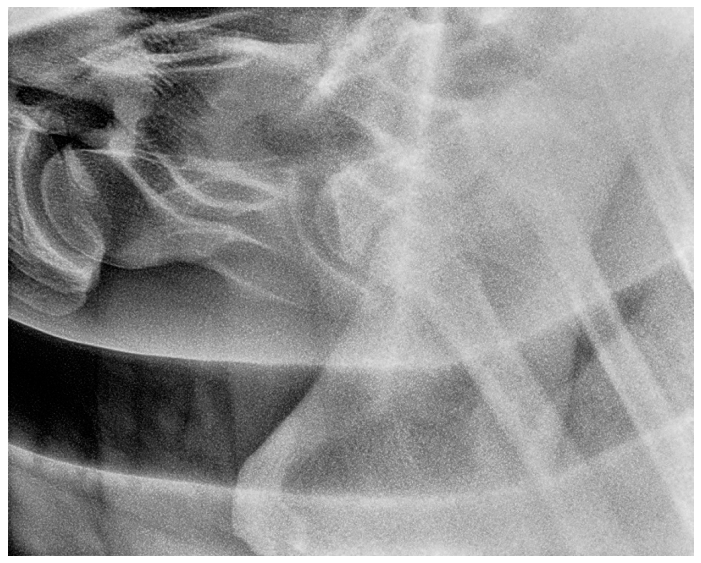 Animals 13 03732 g012