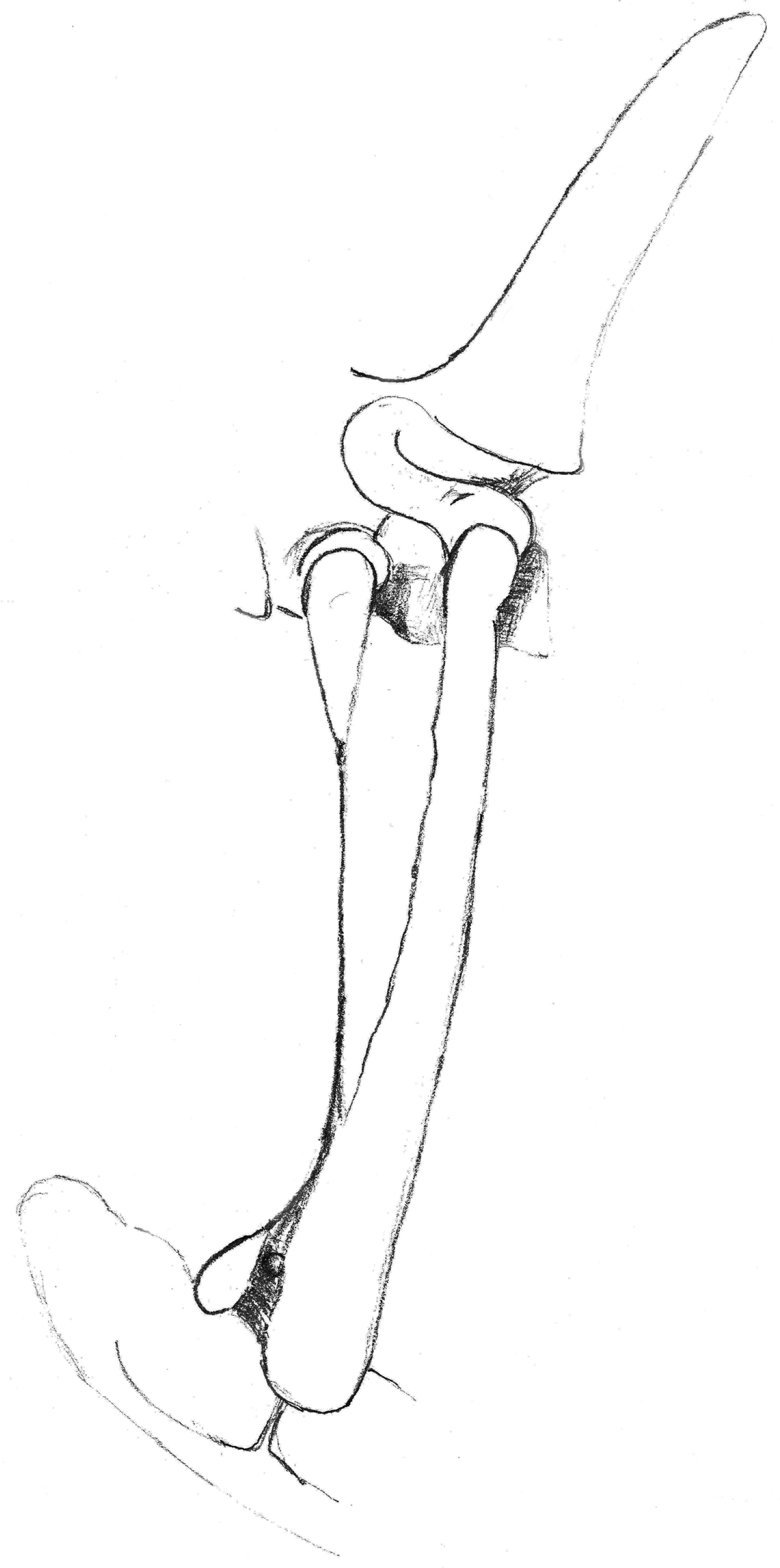 Animals 13 03732 g016