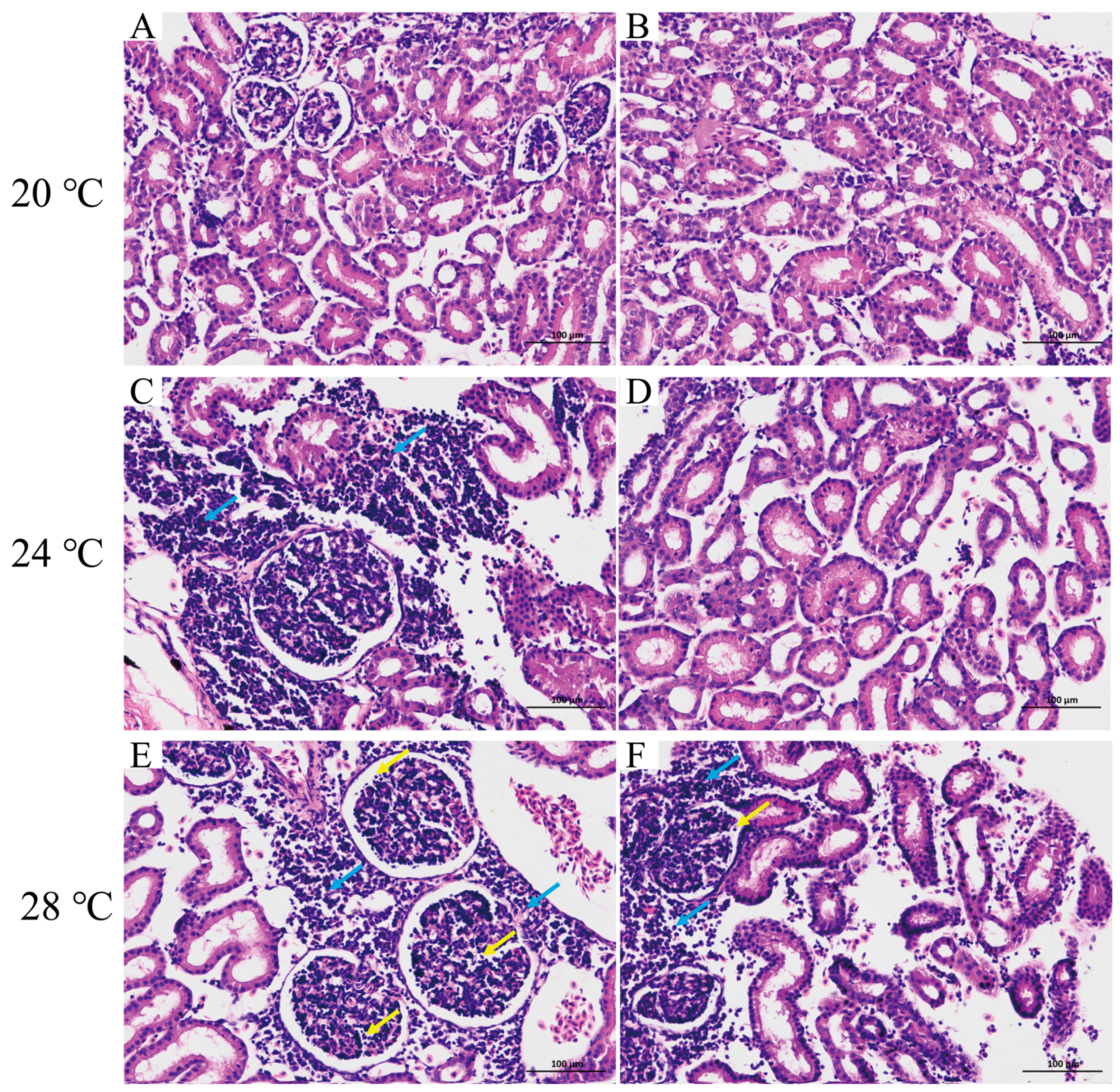 Animals 13 03733 g002