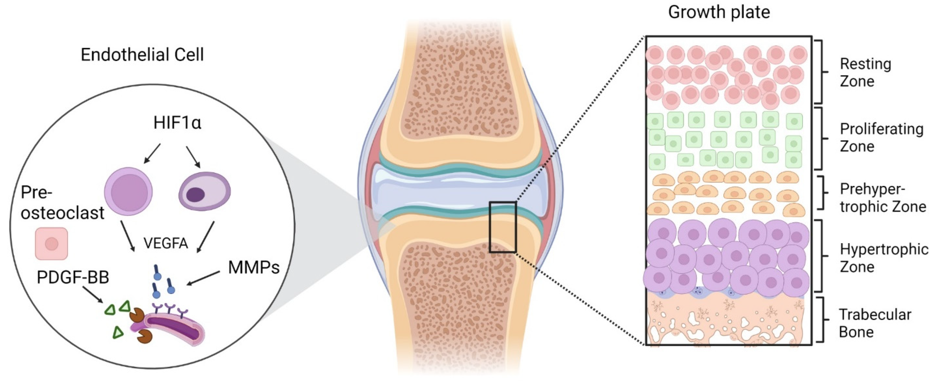 Animals 13 03750 g001 Animals 13 03750 g001