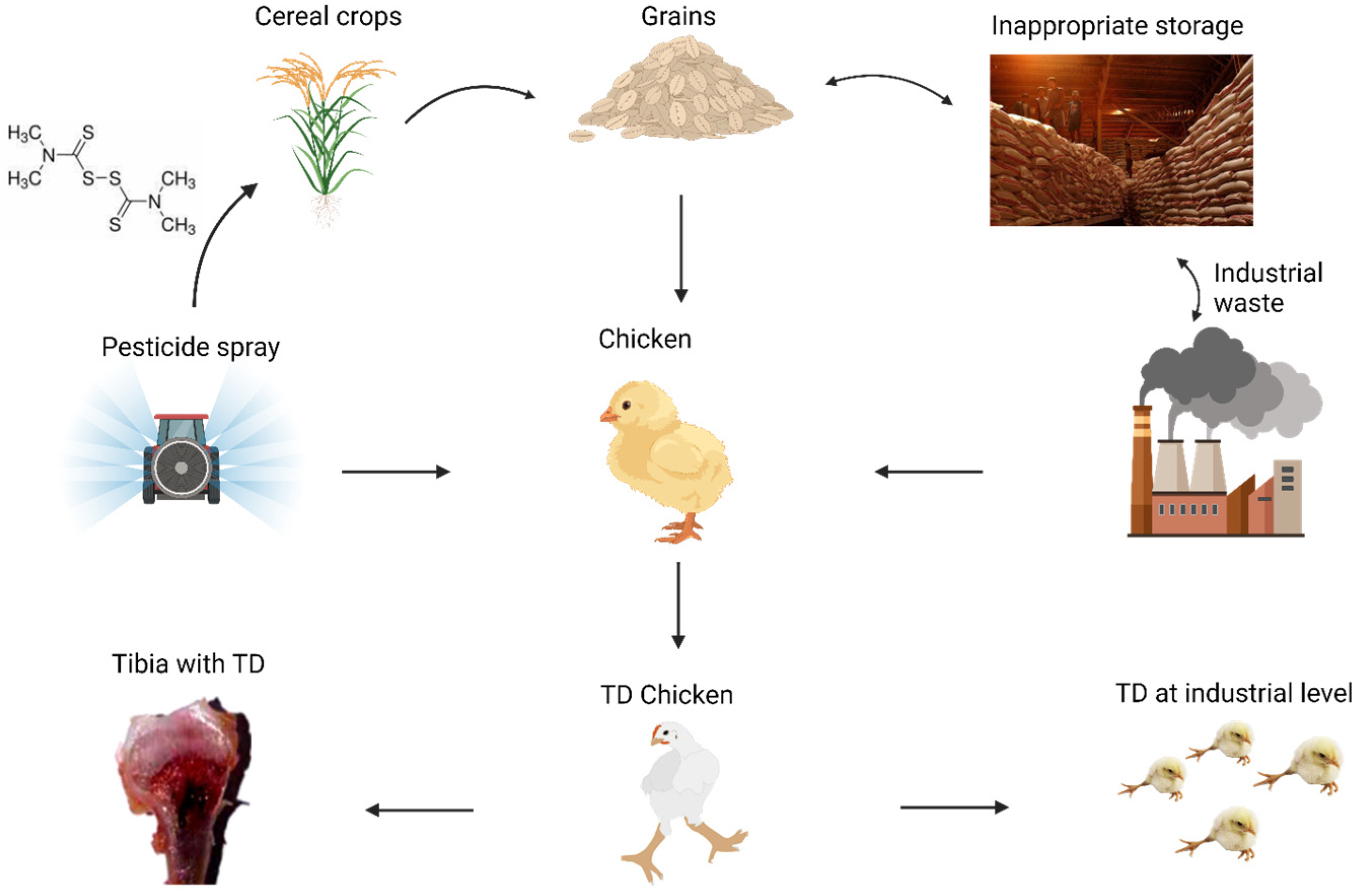 Animals 13 03750 g002 Animals 13 03750 g002