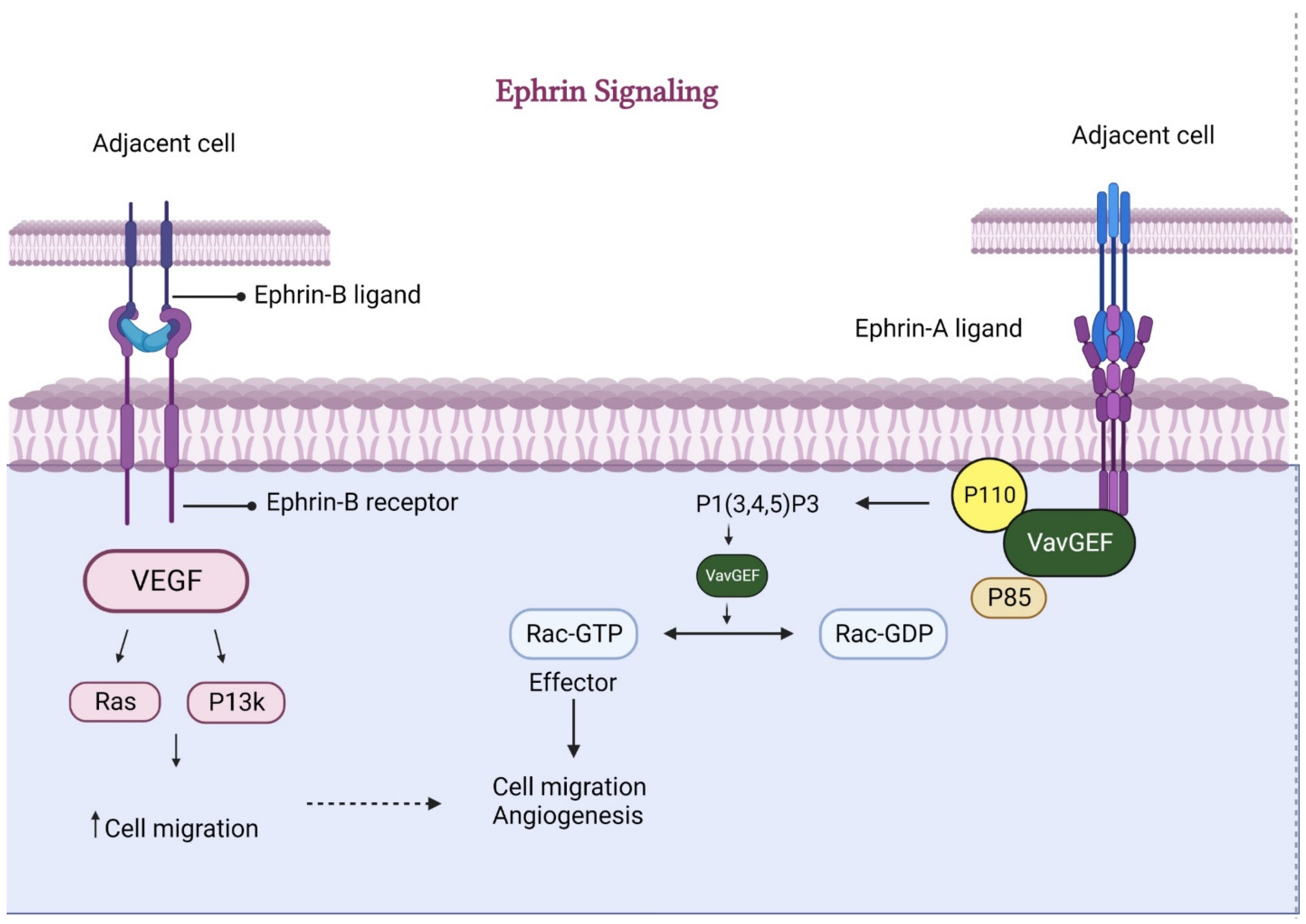 Animals 13 03750 g006 Animals 13 03750 g006