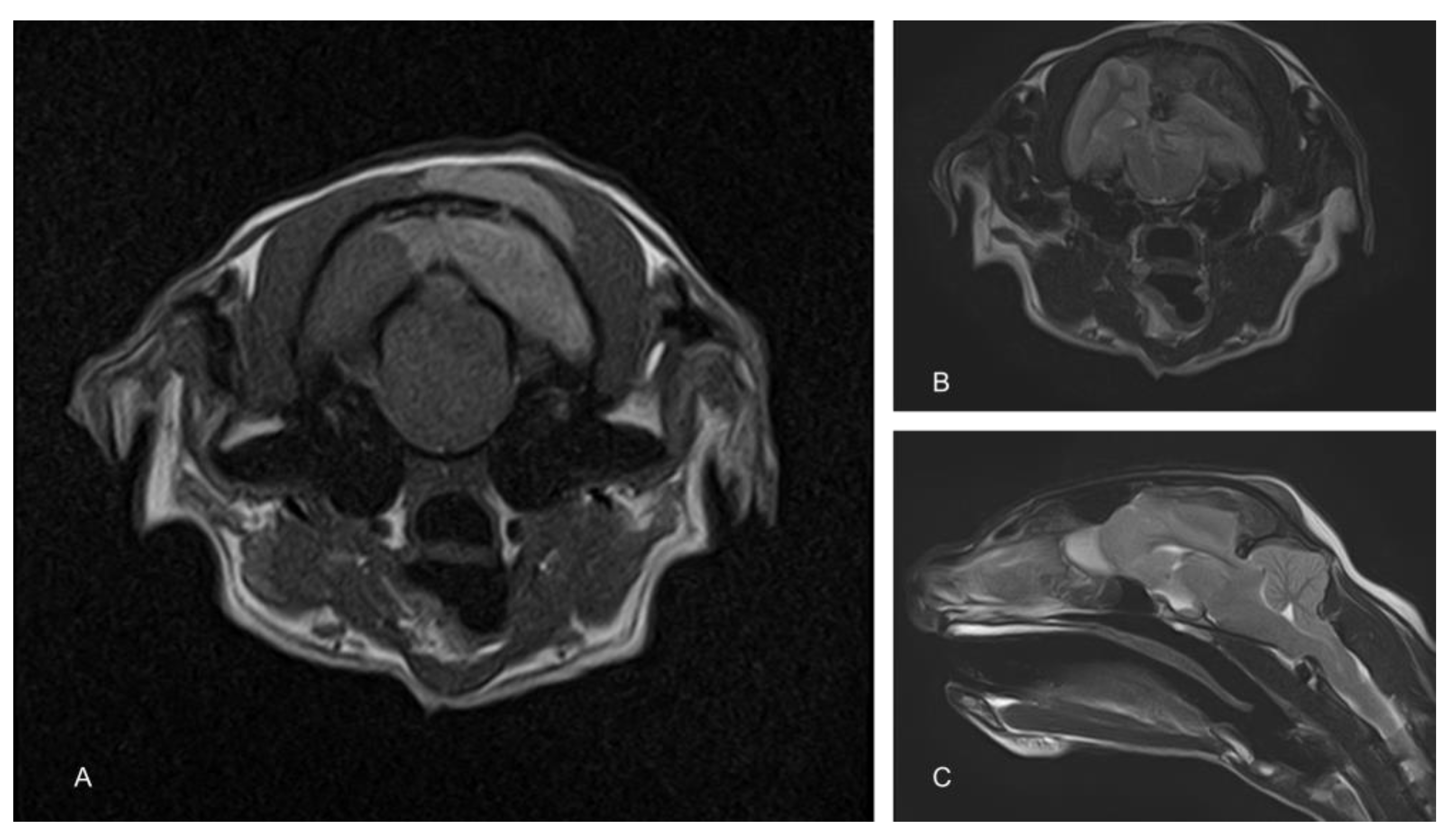 Animals 13 03751 g001