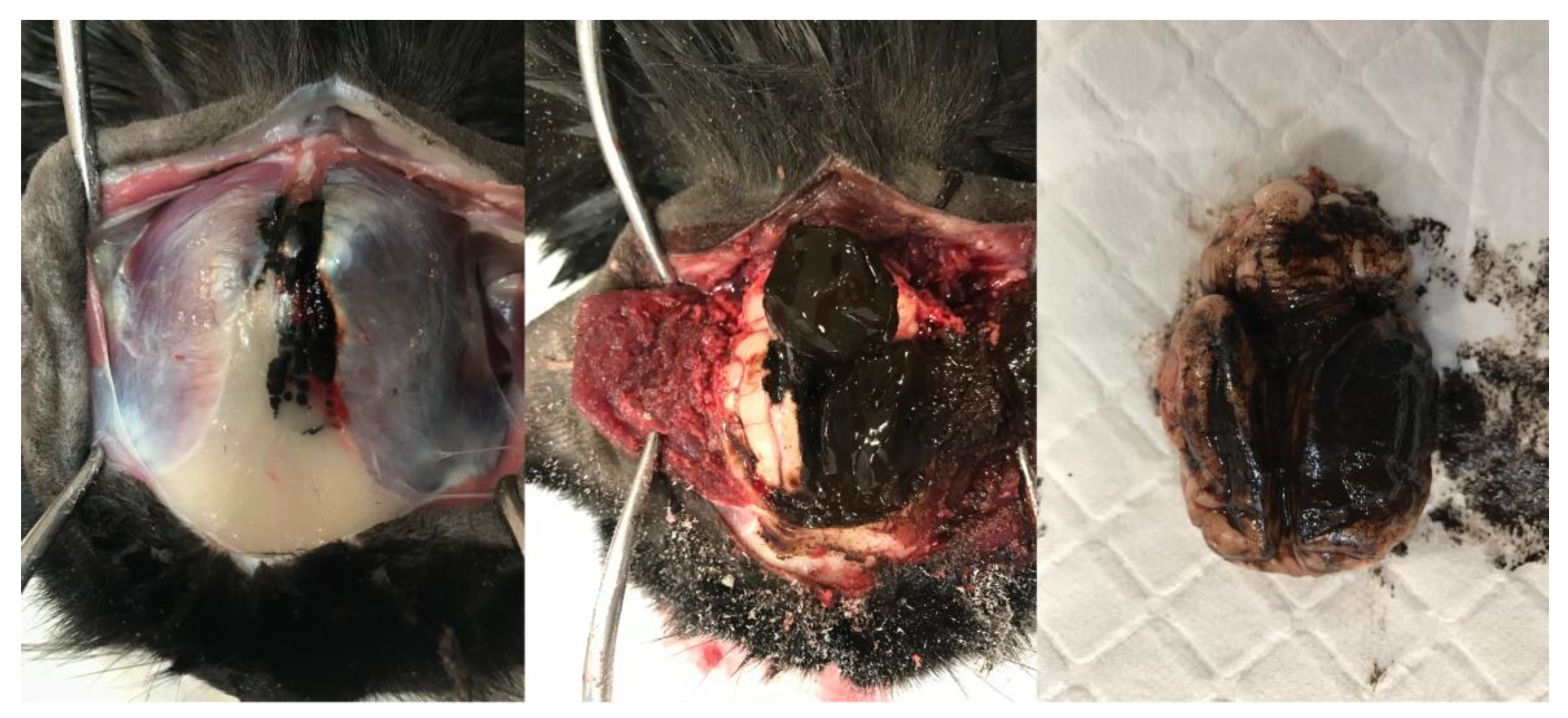 Animals 13 03751 g003