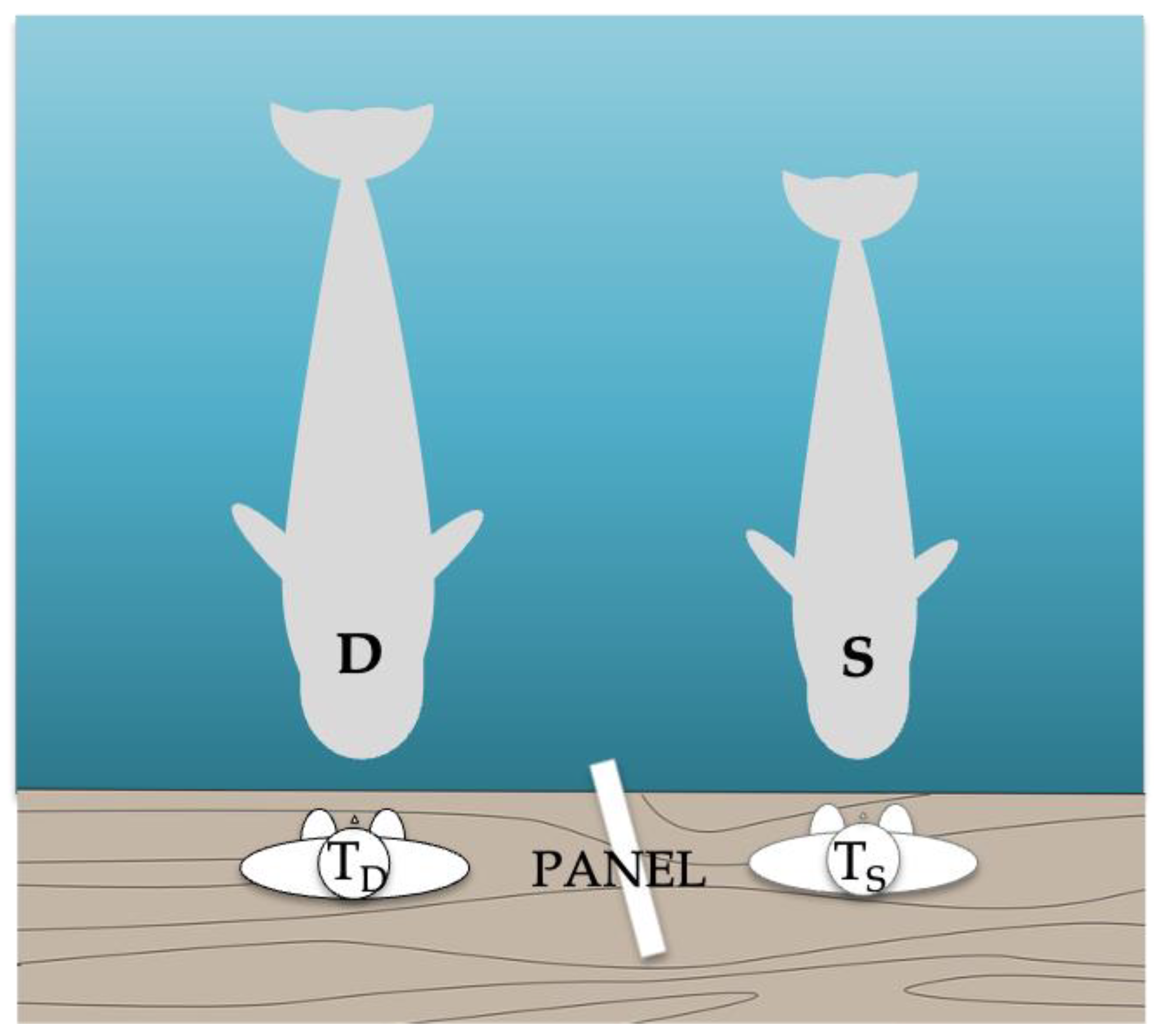 Identification of a Novel Coronavirus from a Beluga Whale by Using