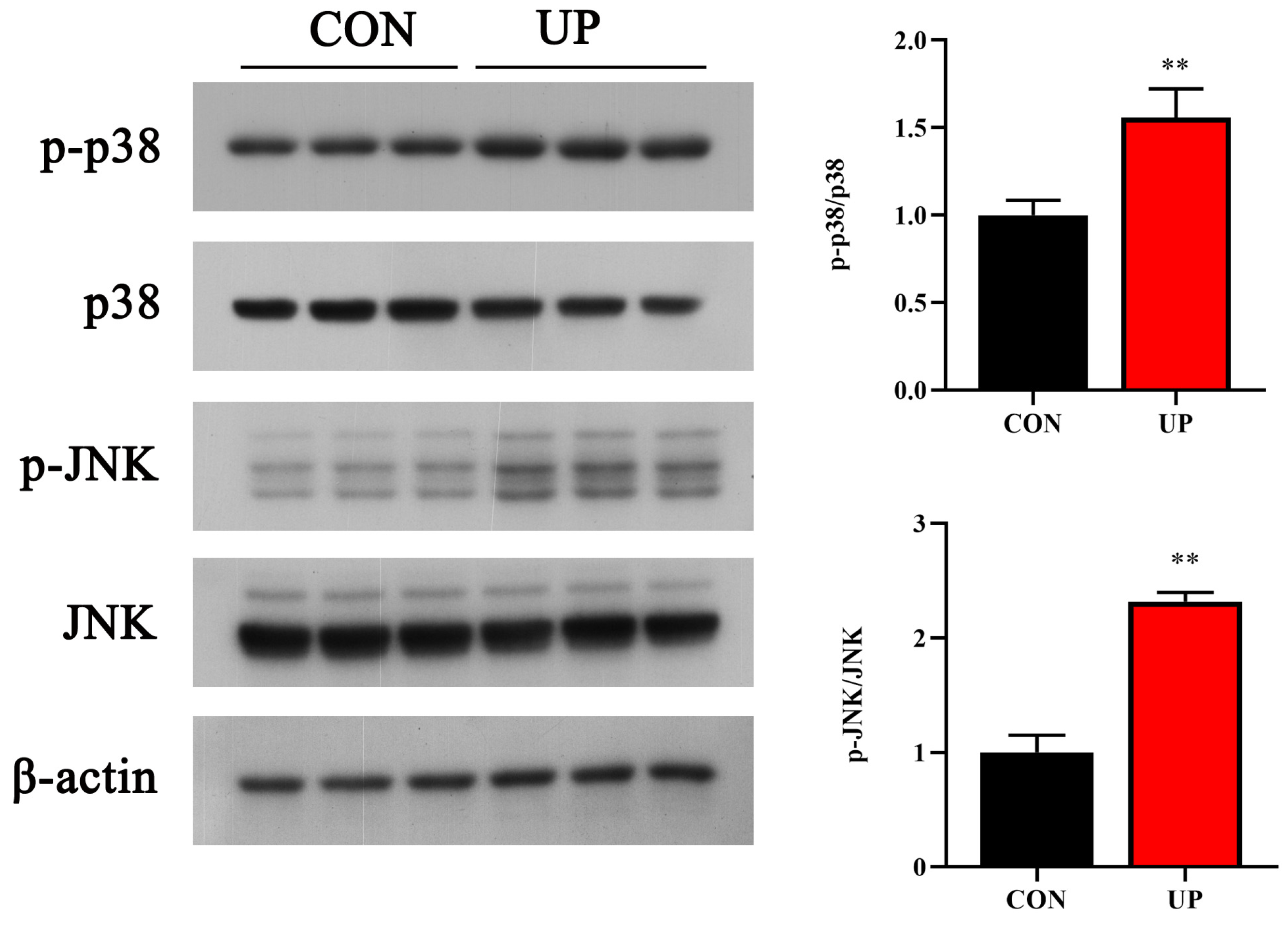 Animals 13 03768 g006