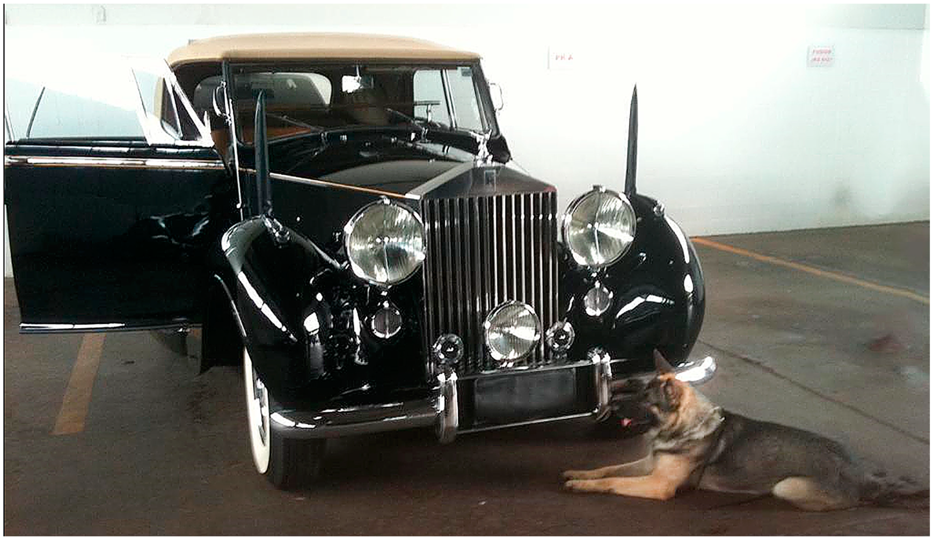 Animals 13 03773 g001