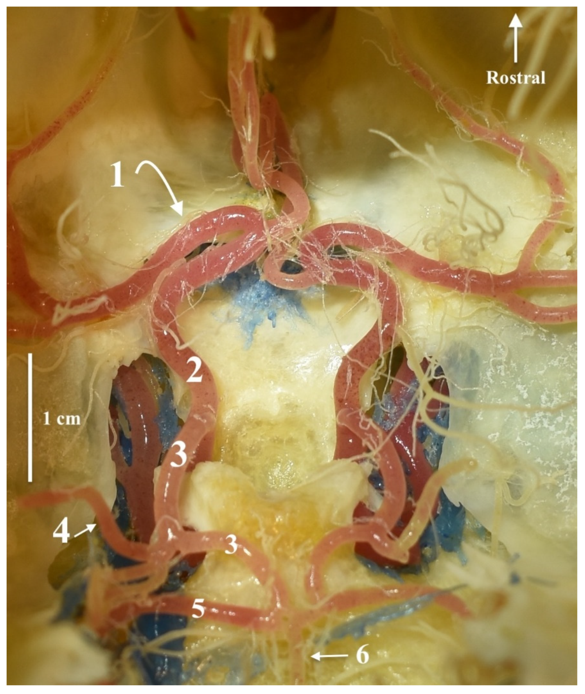 Animals 13 03780 g001 Animals 13 03780 g001