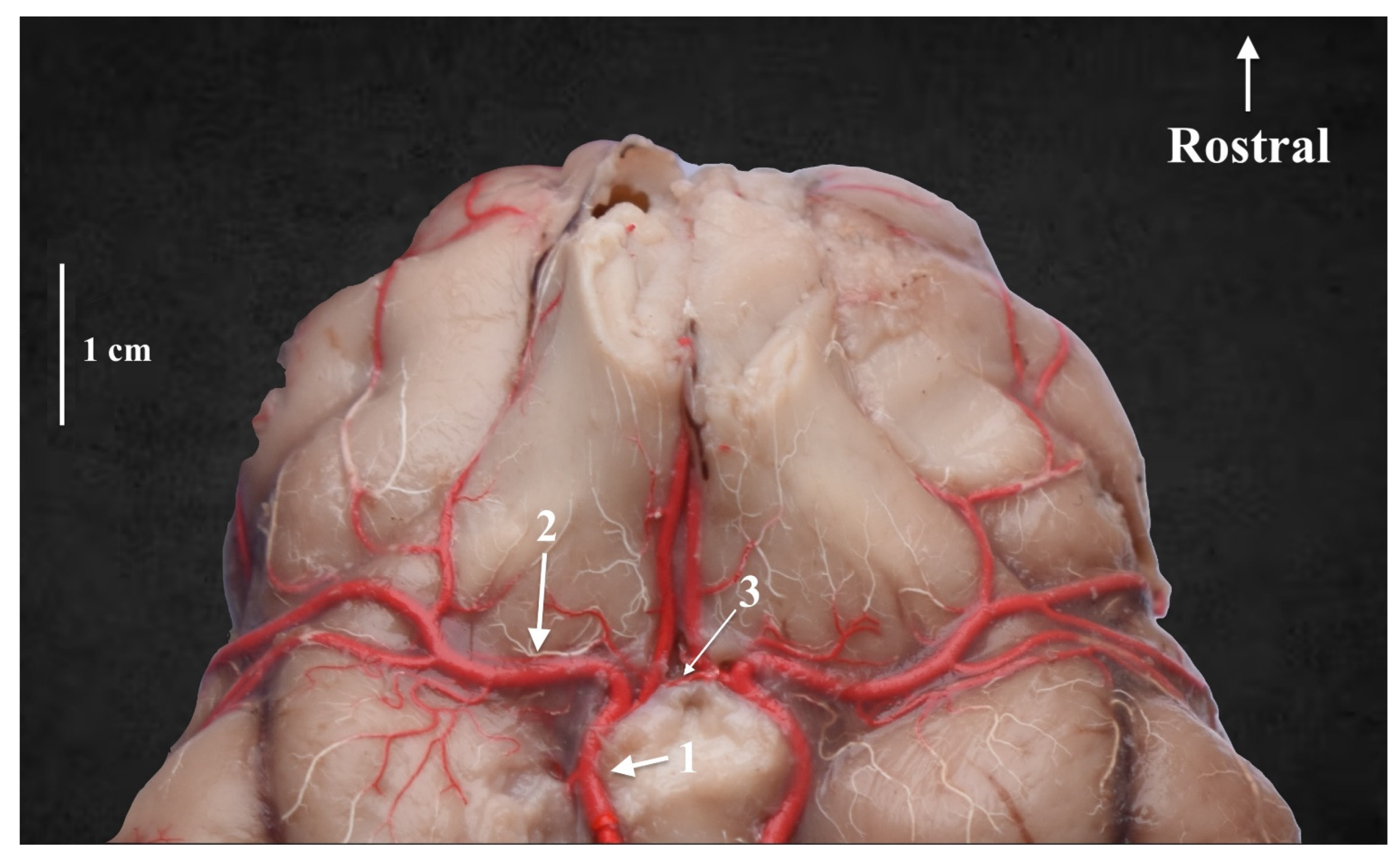 Animals 13 03780 g002 Animals 13 03780 g002