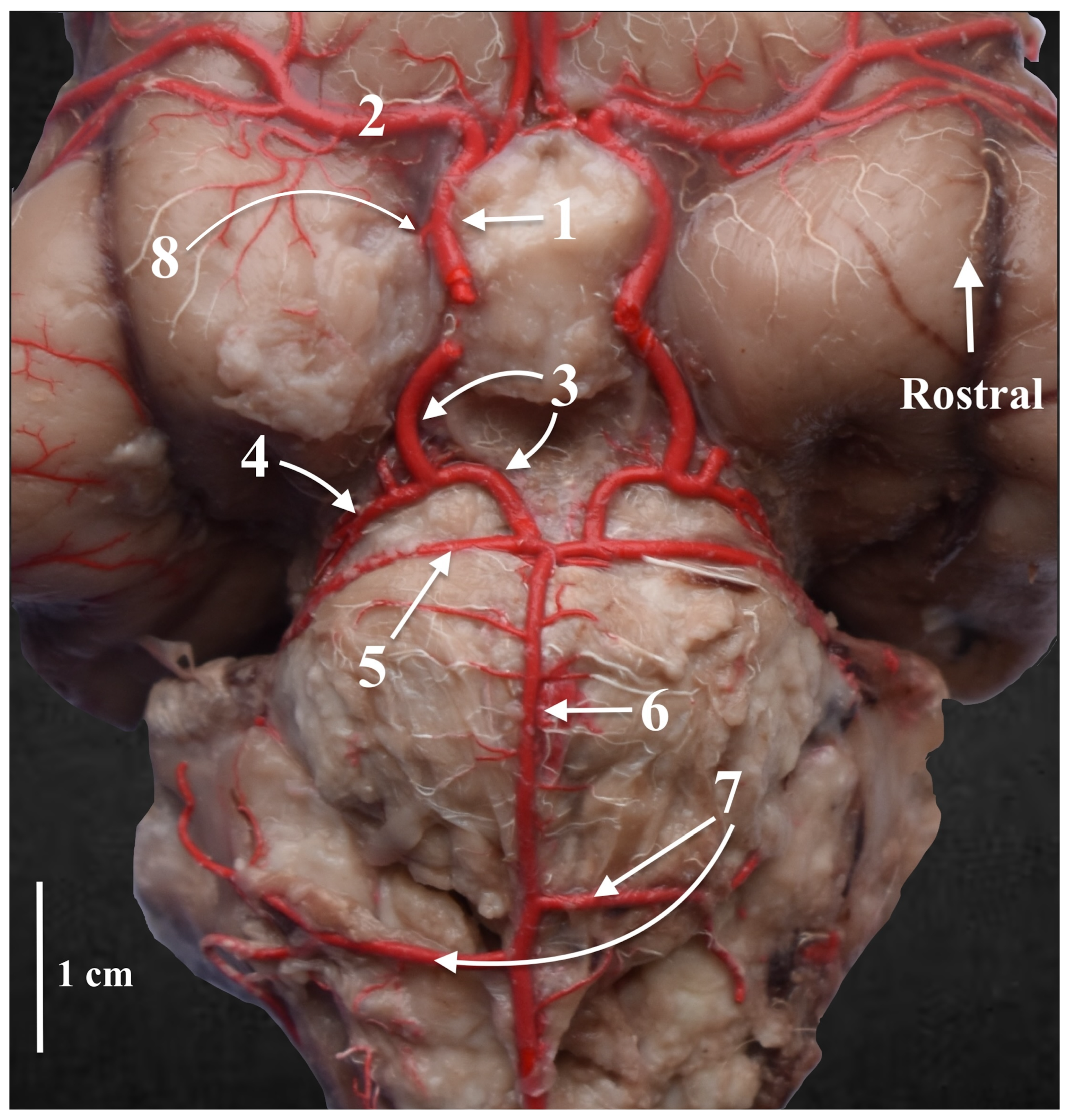 Animals 13 03780 g003 Animals 13 03780 g003