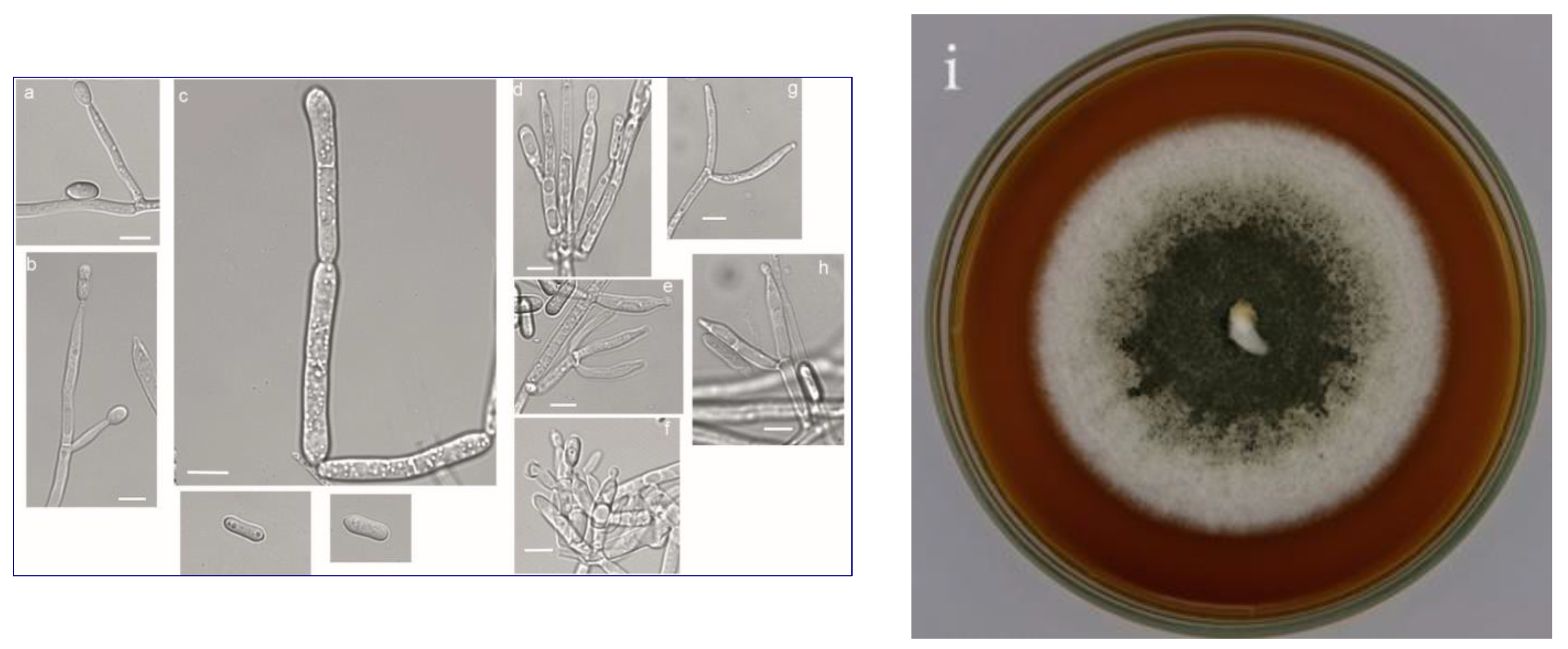 Animals 13 03782 g002