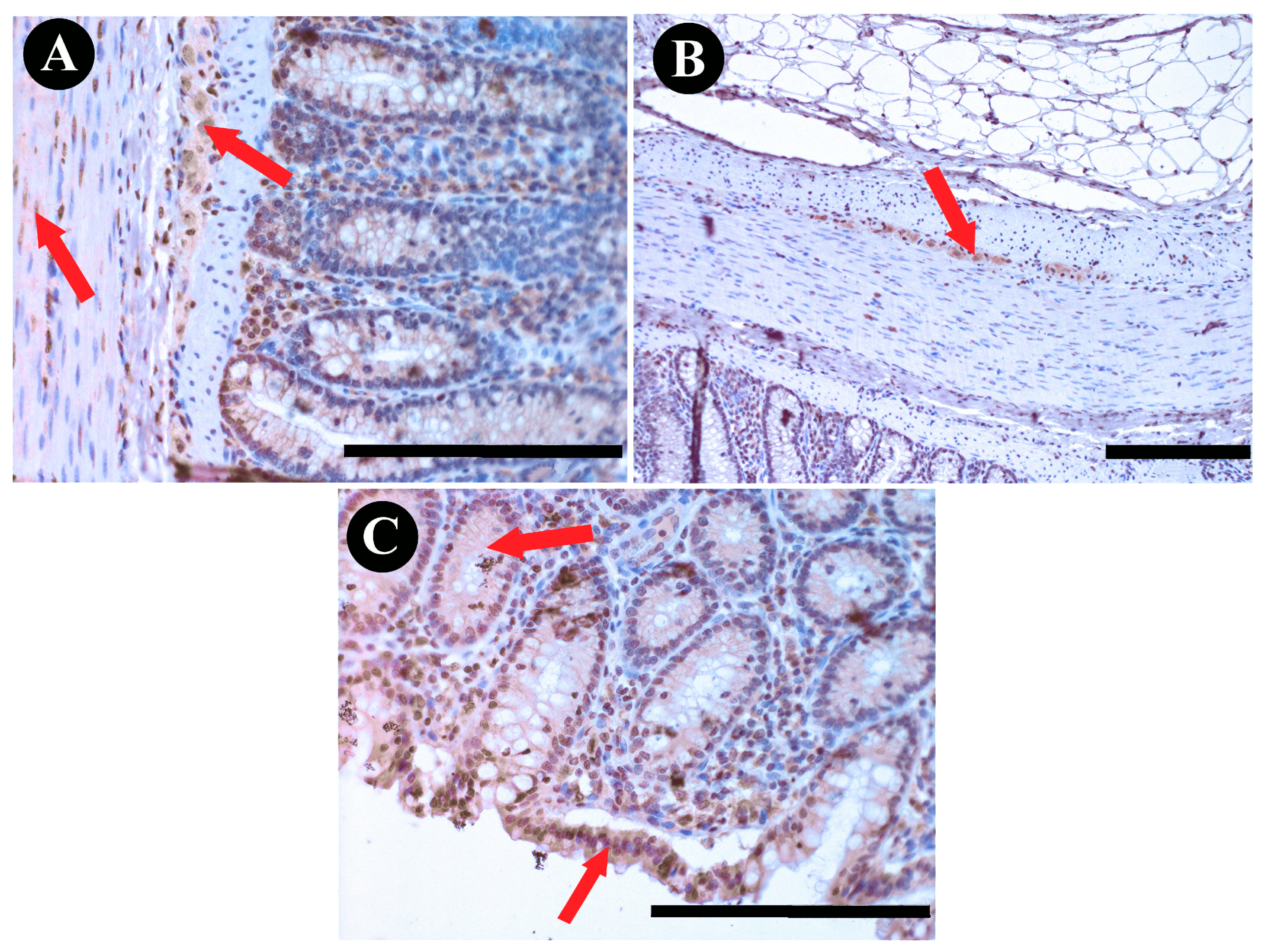 Animals 13 03789 g006