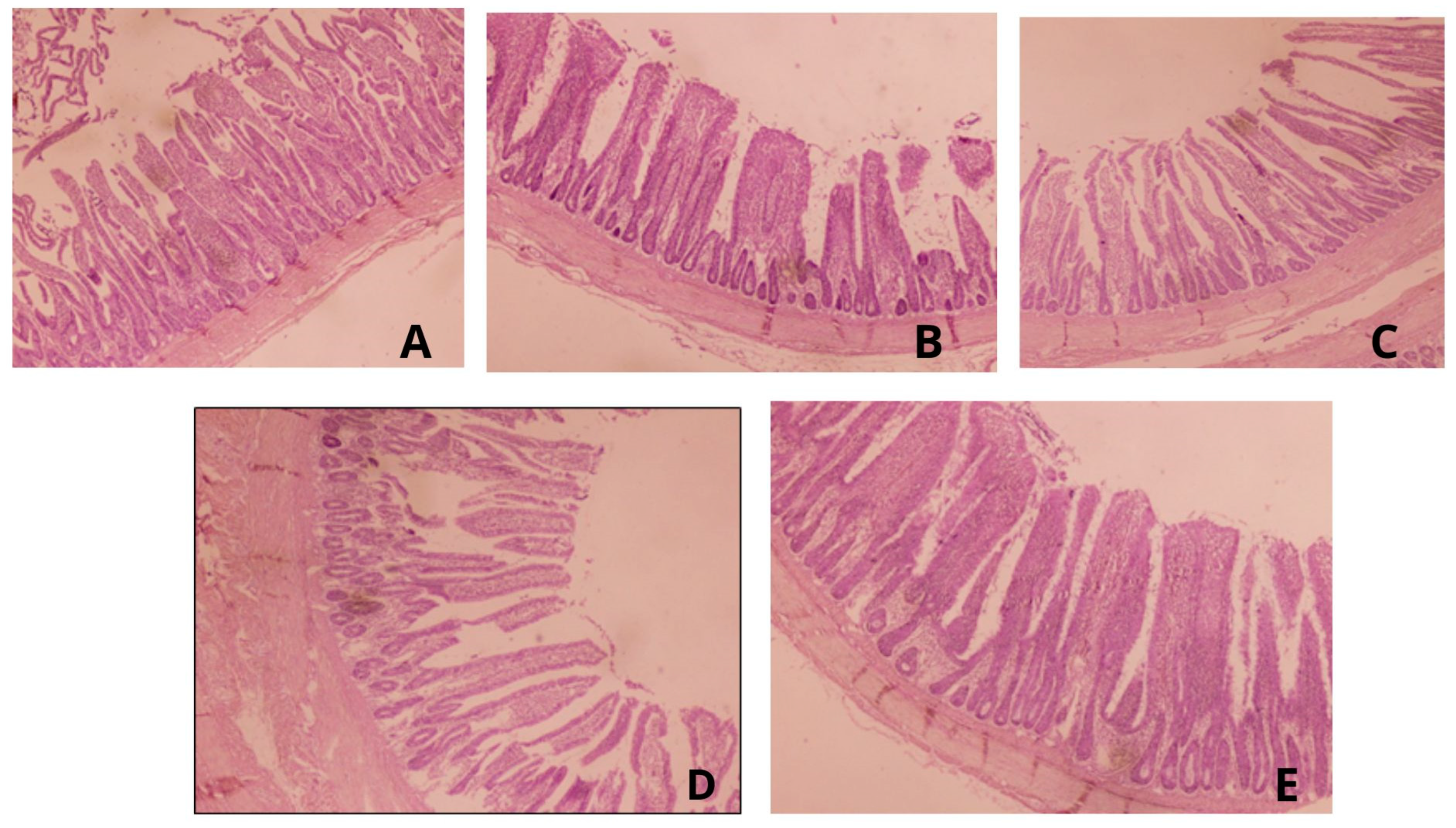 Animals 13 03790 g001