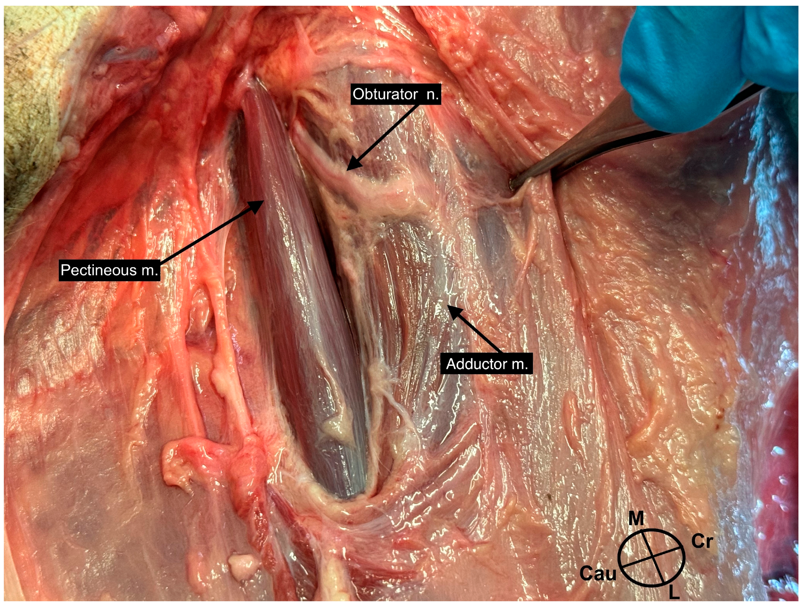 Animals 13 03792 g001 Animals 13 03792 g001