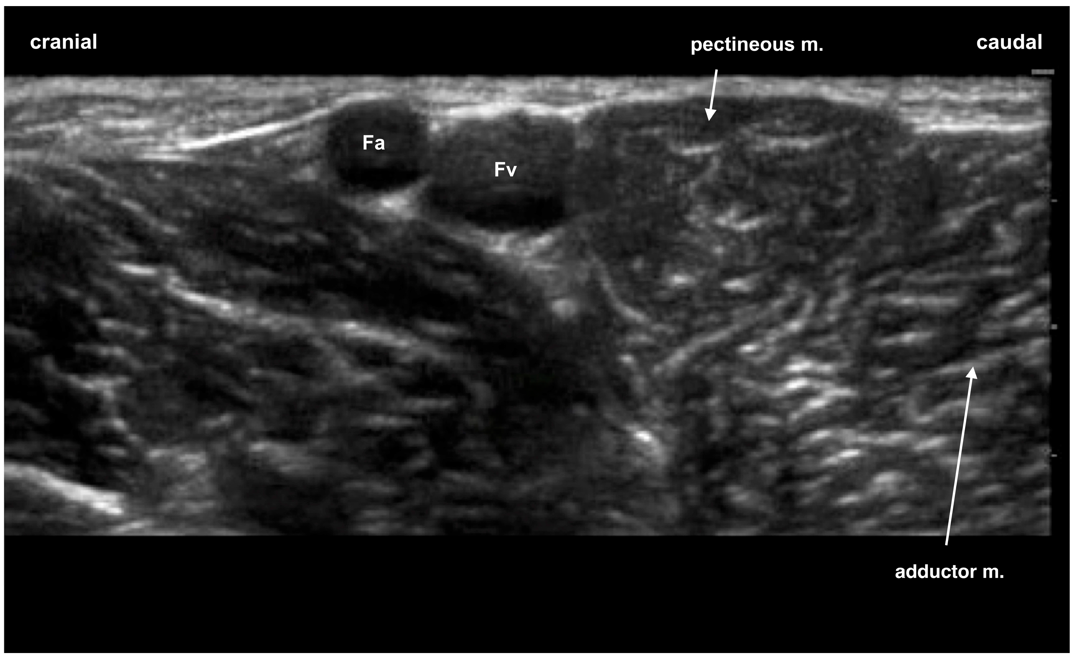 Animals 13 03792 g002 Animals 13 03792 g002