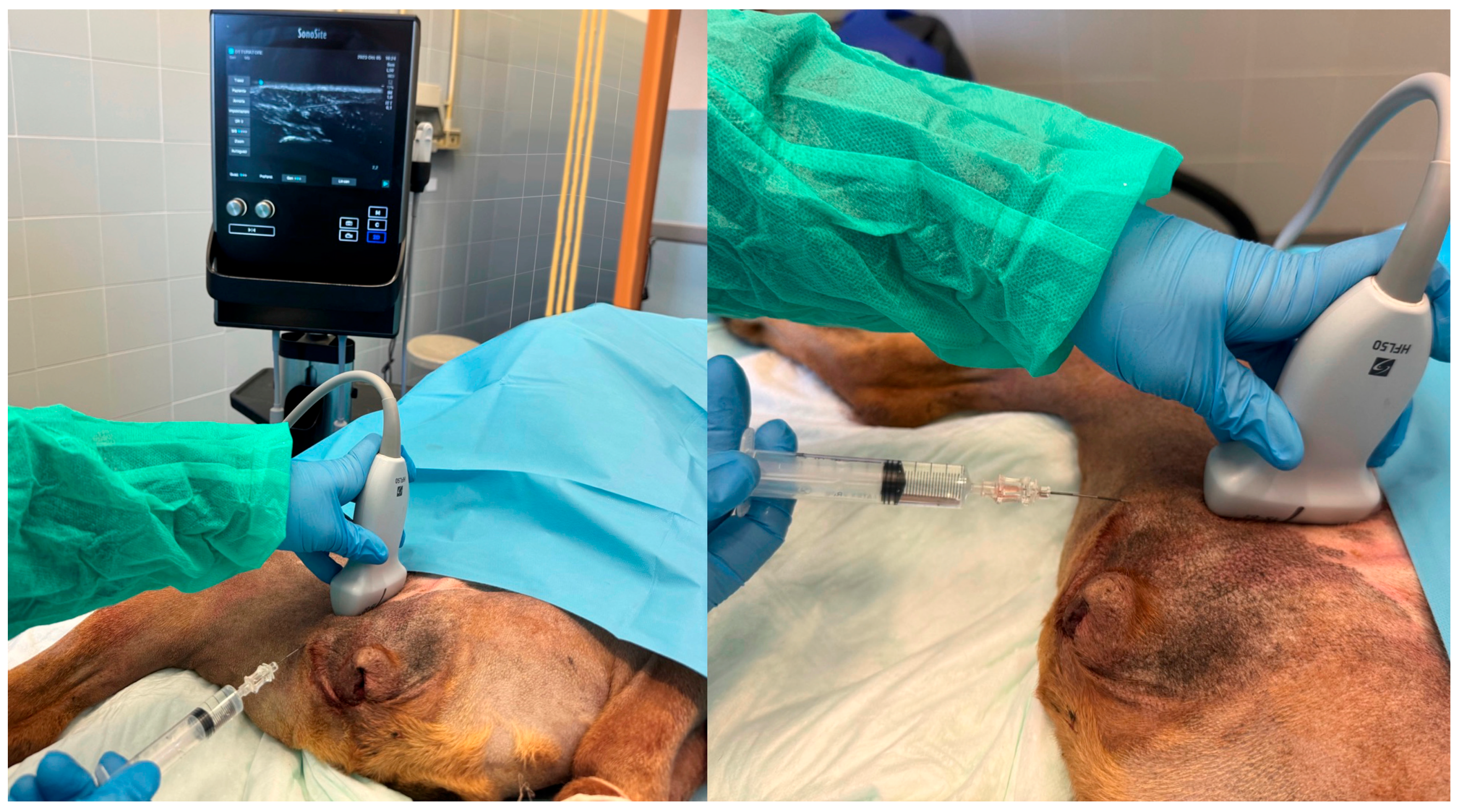 Animals 13 03792 g003 Animals 13 03792 g003