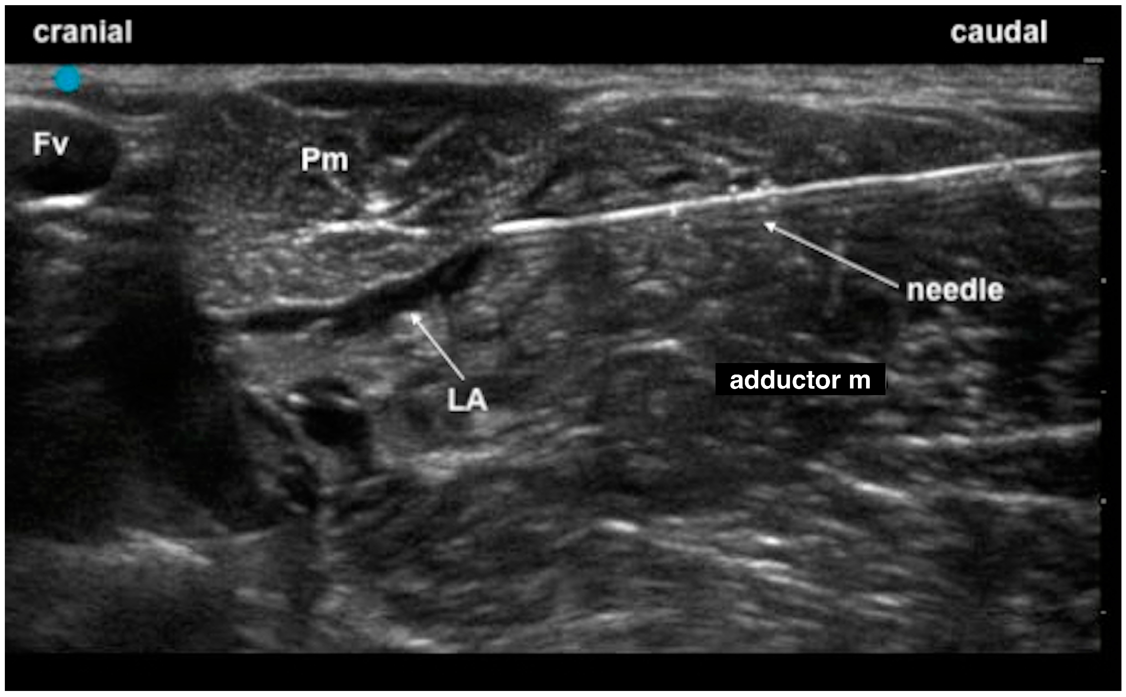 Animals 13 03792 g004 Animals 13 03792 g004