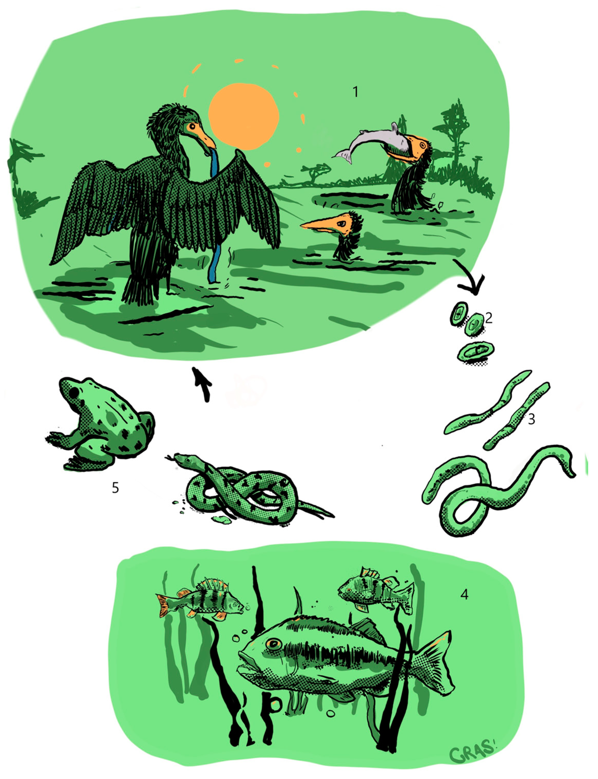 Animals 13 03793 g004