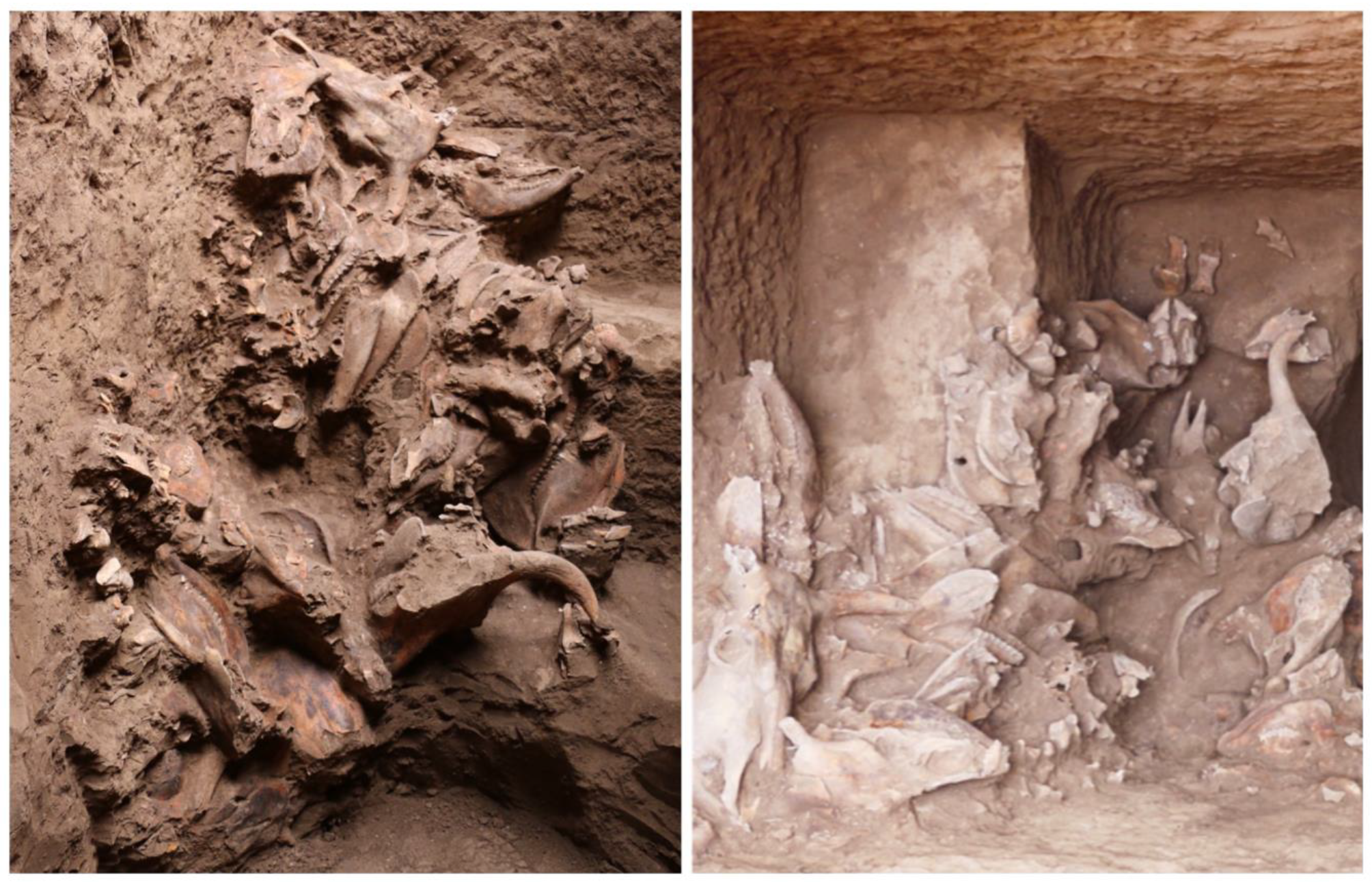 Animals 13 03794 g003