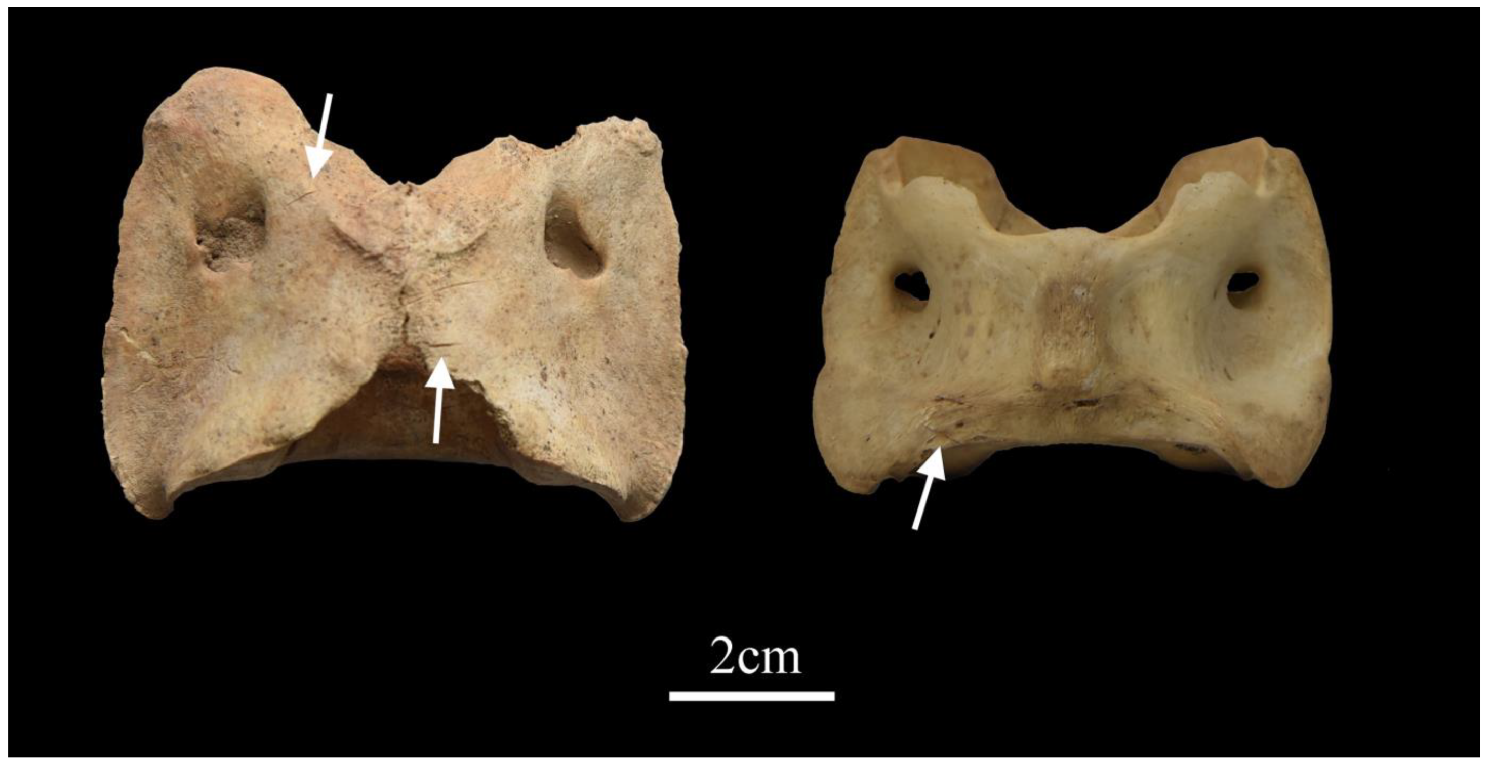 Animals 13 03794 g006