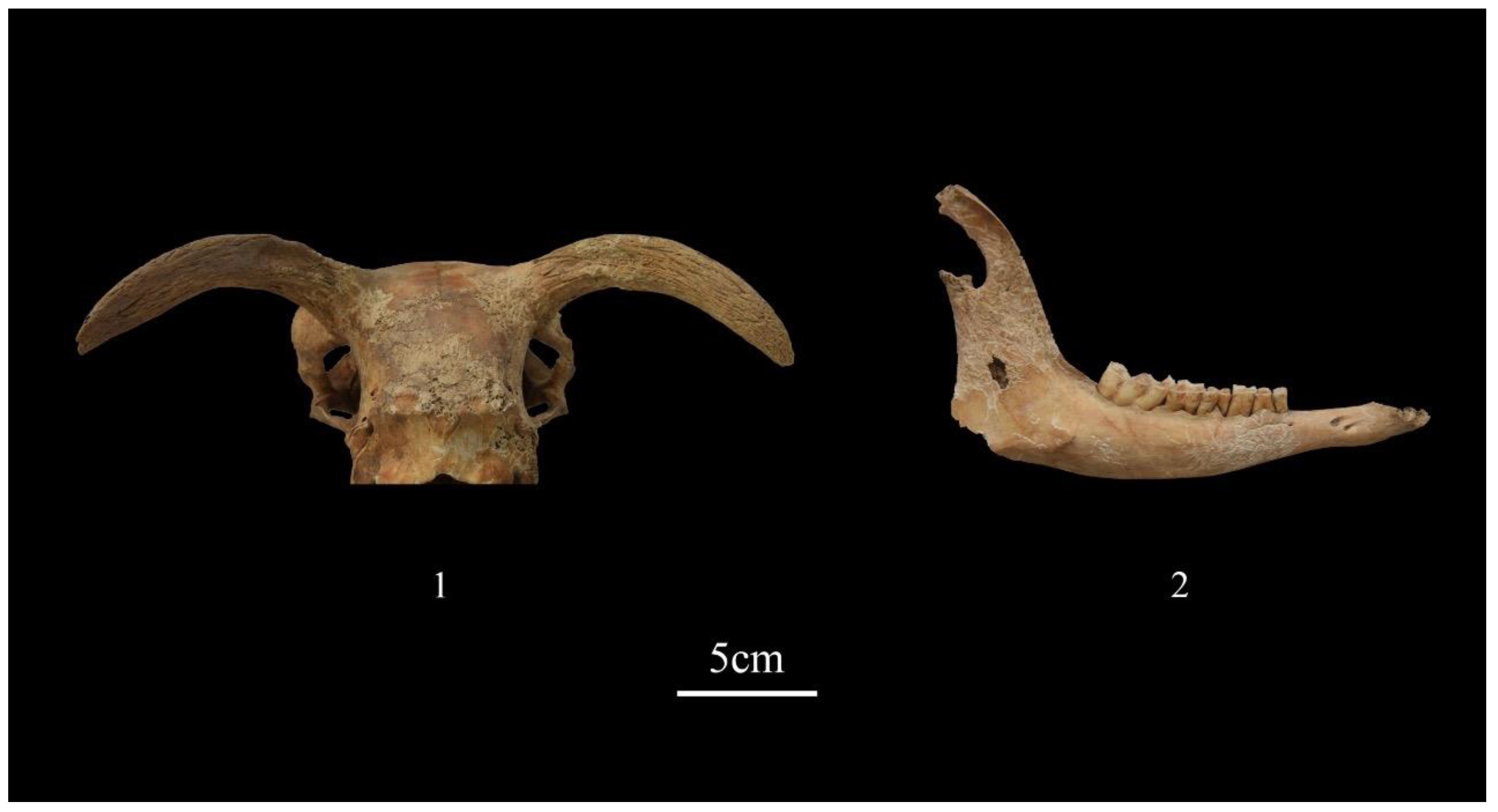 Animals 13 03794 g007