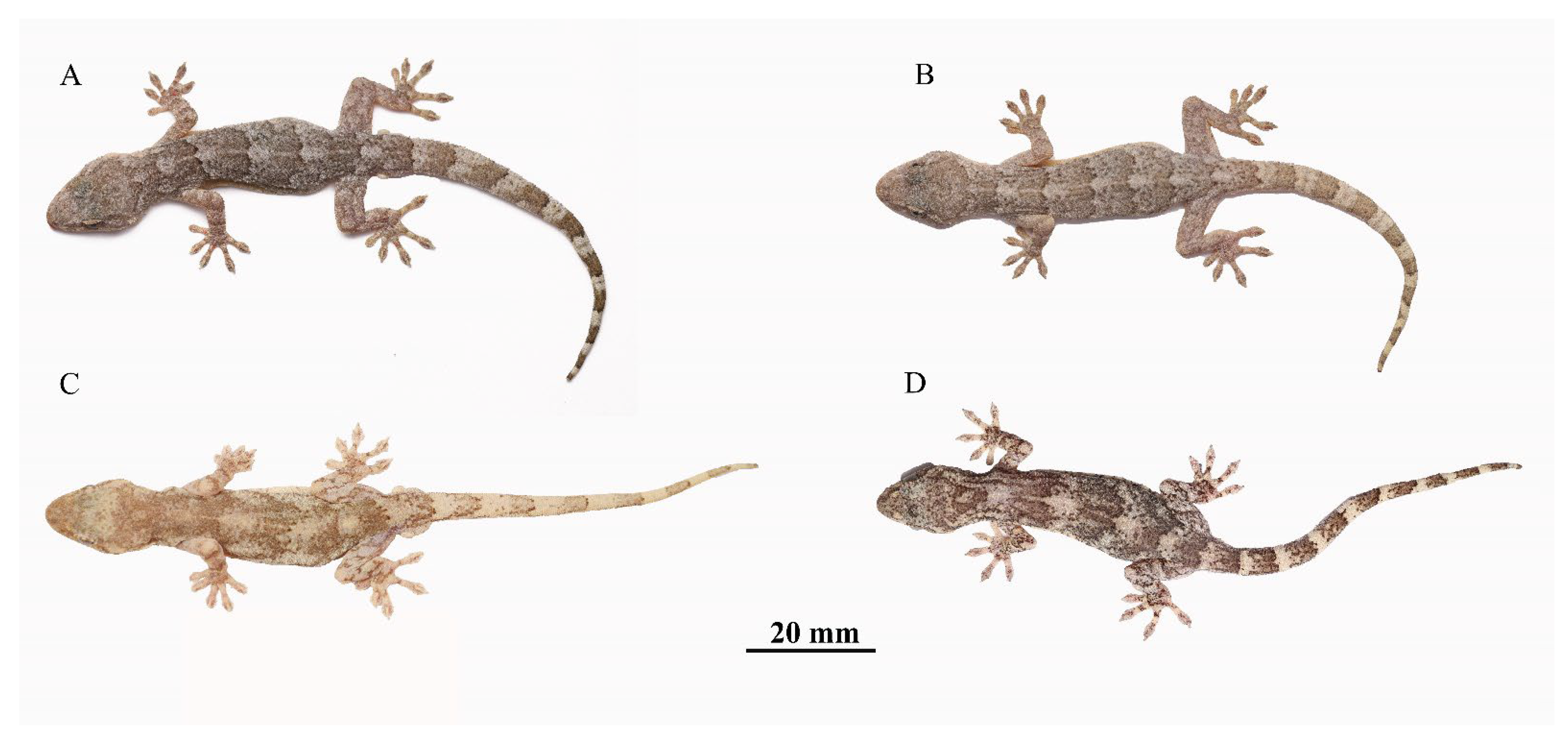 Animals 13 03796 g005 Animals 13 03796 g005