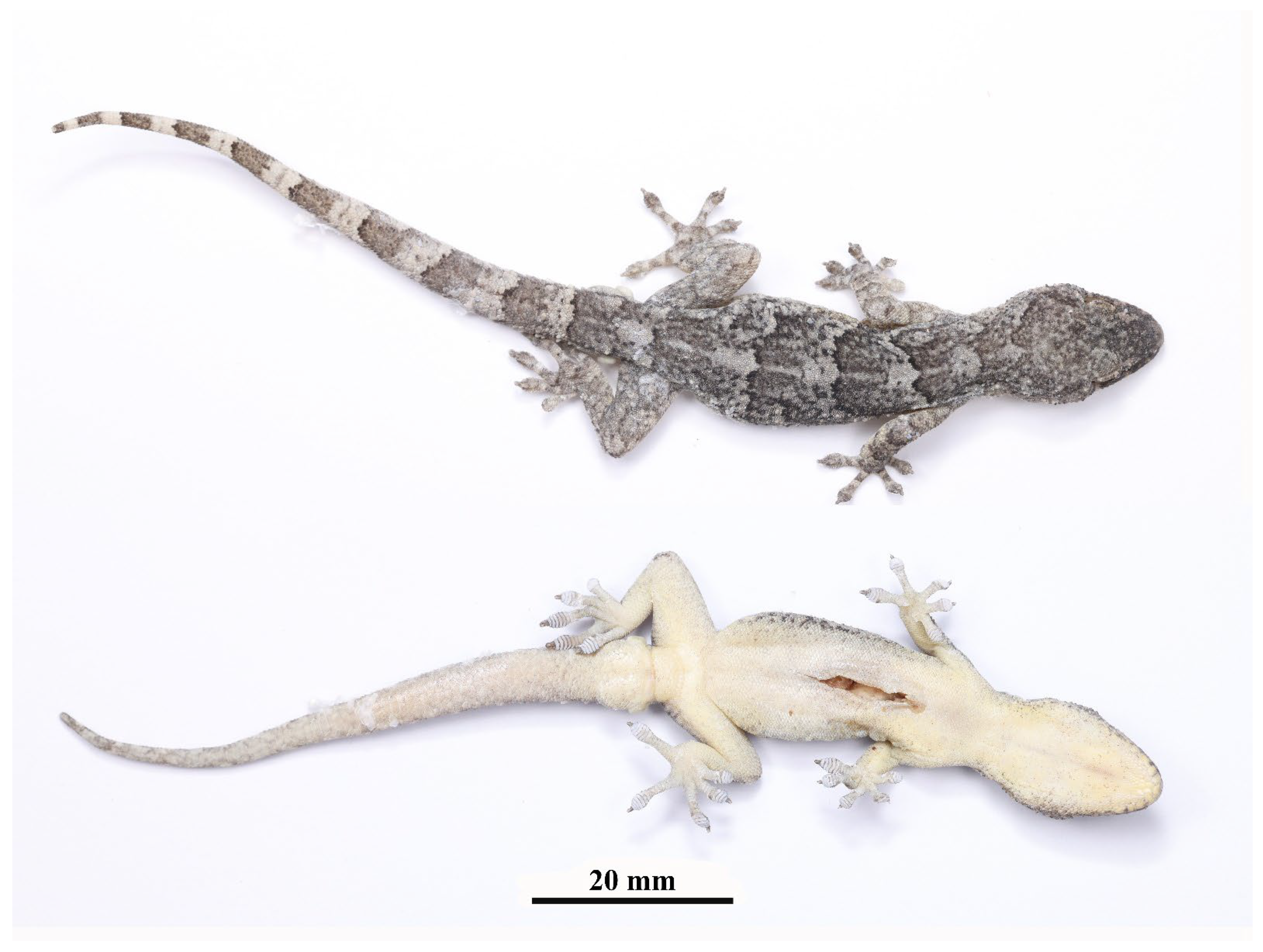 Animals 13 03796 g006 Animals 13 03796 g006