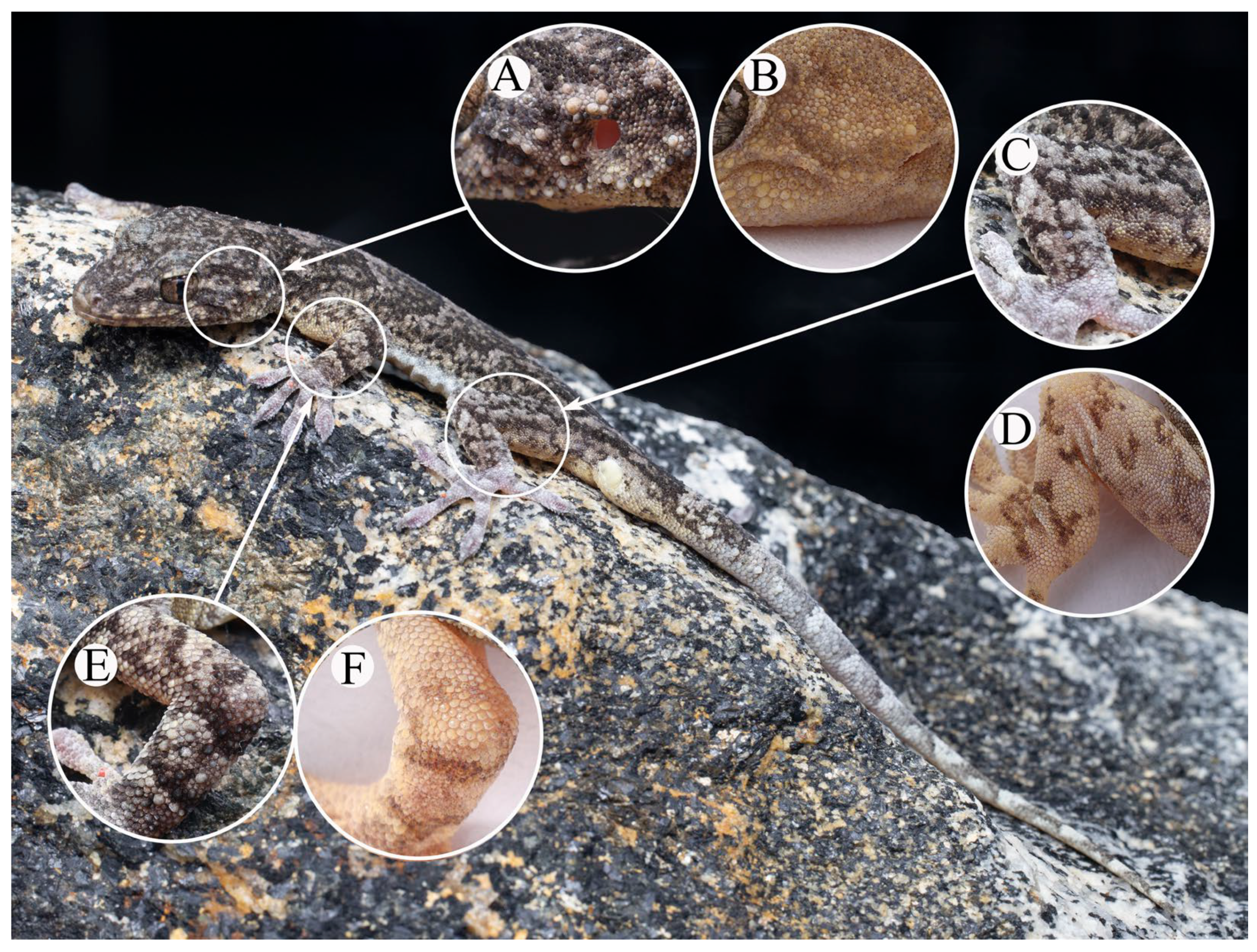 Animals 13 03796 g008 Animals 13 03796 g008