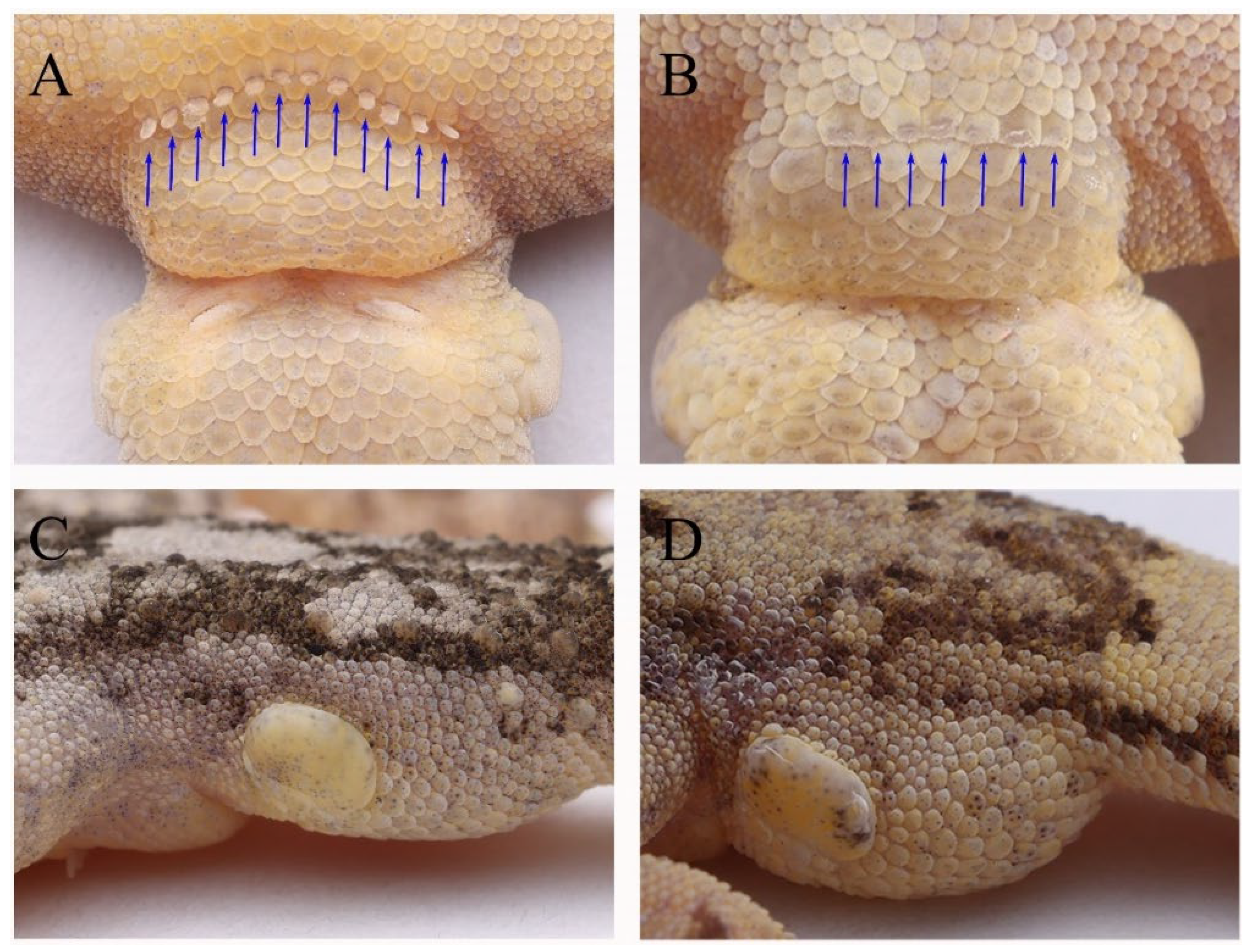 Animals 13 03796 g009 Animals 13 03796 g009