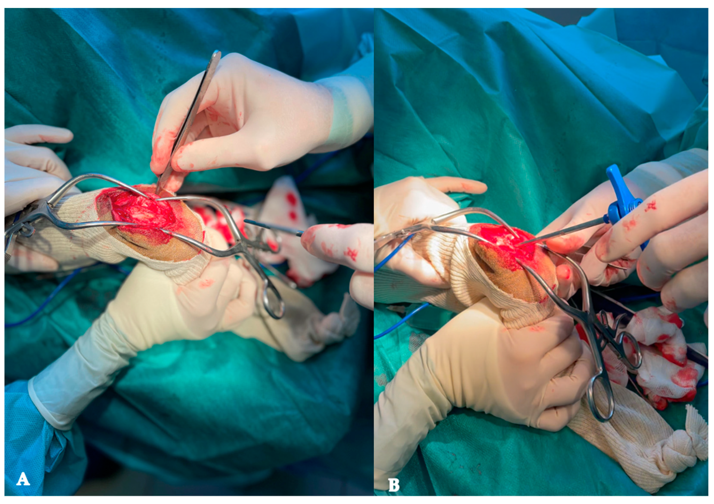 Animals 13 03804 g002