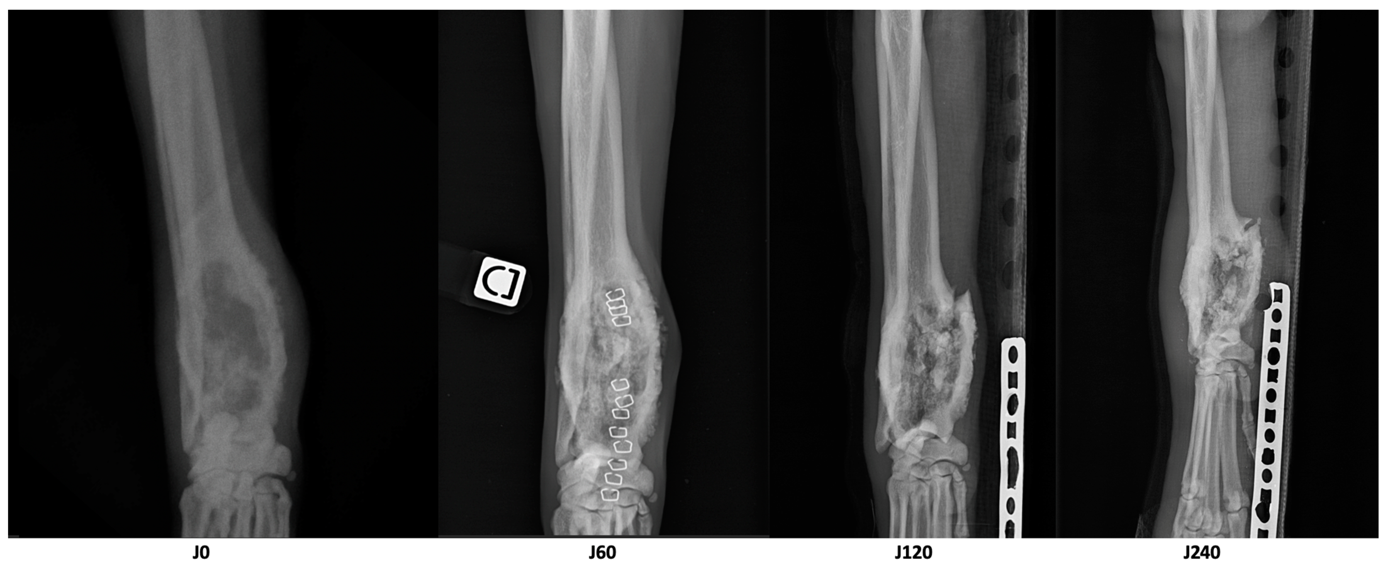 Animals 13 03804 g004