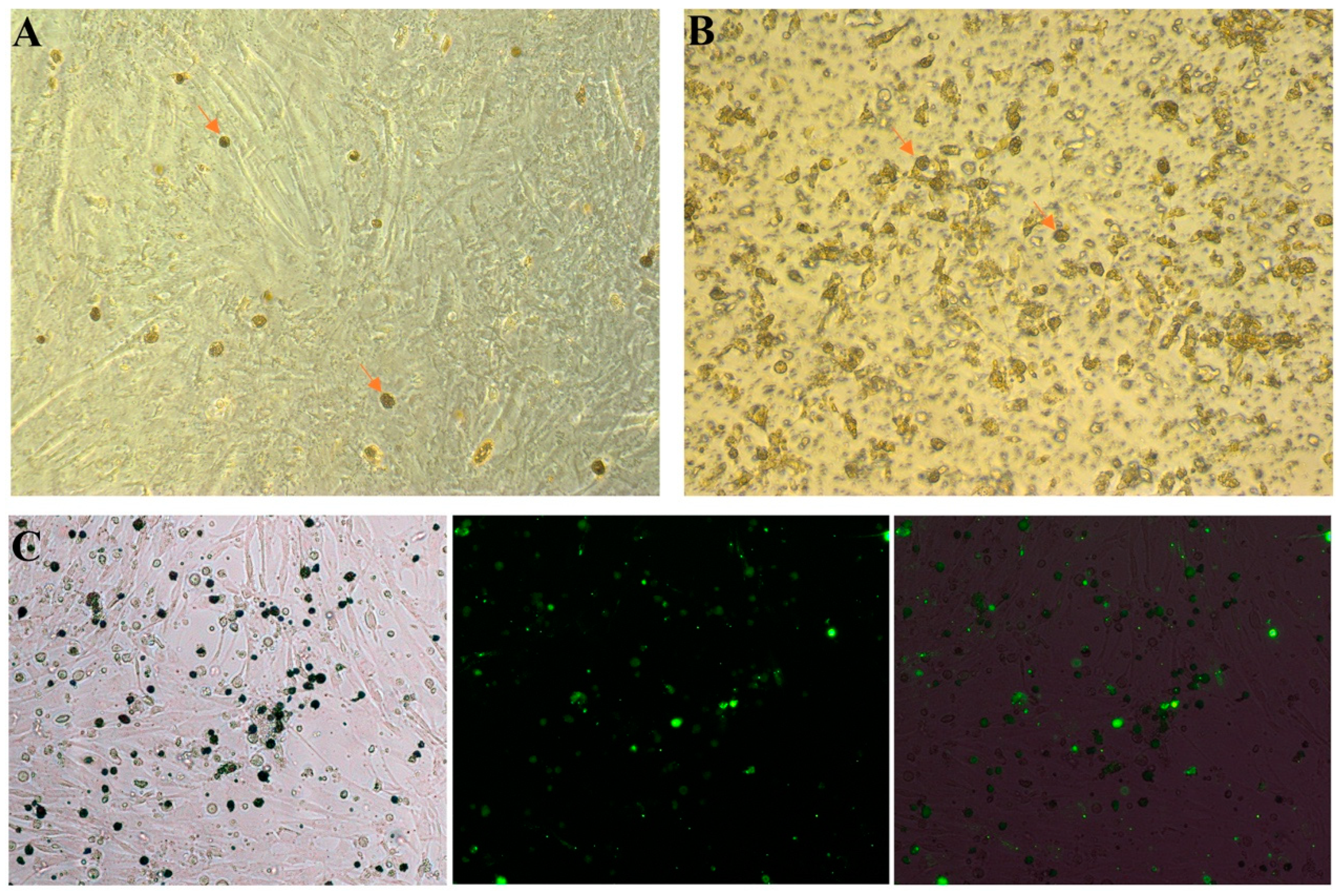 Animals 13 03805 g001 Animals 13 03805 g001