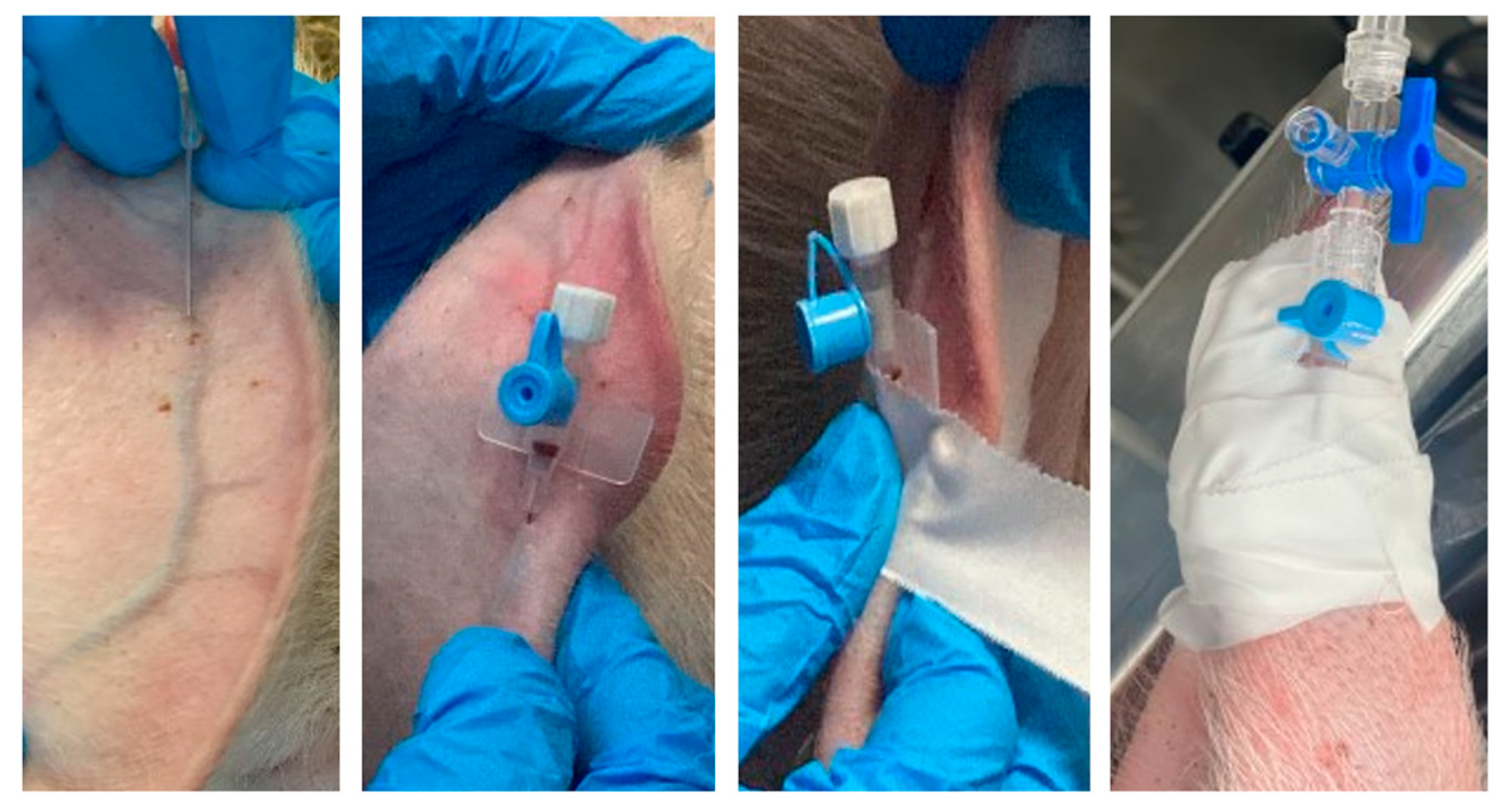 Animals 13 03807 g001