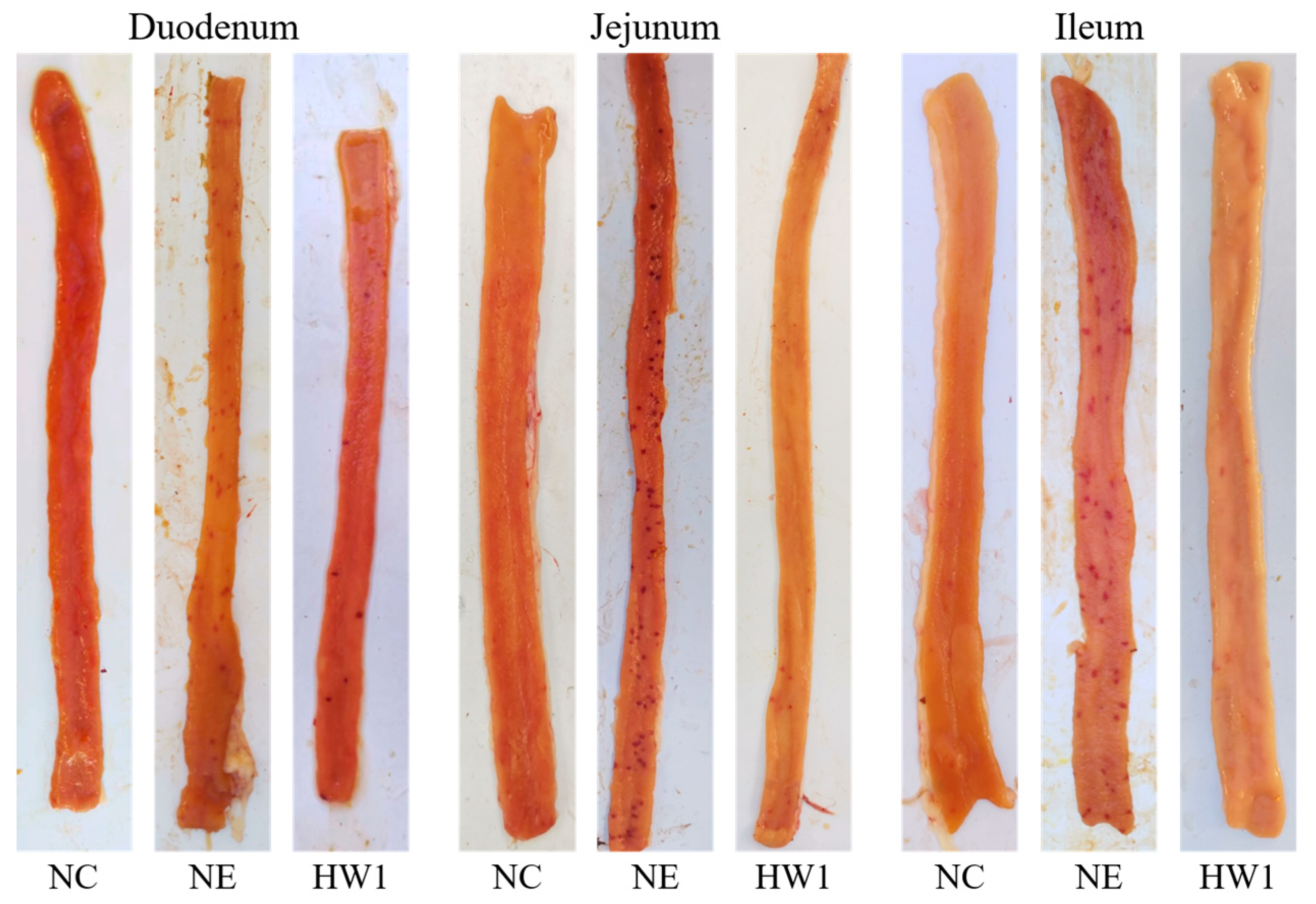 Animals 13 03810 g001