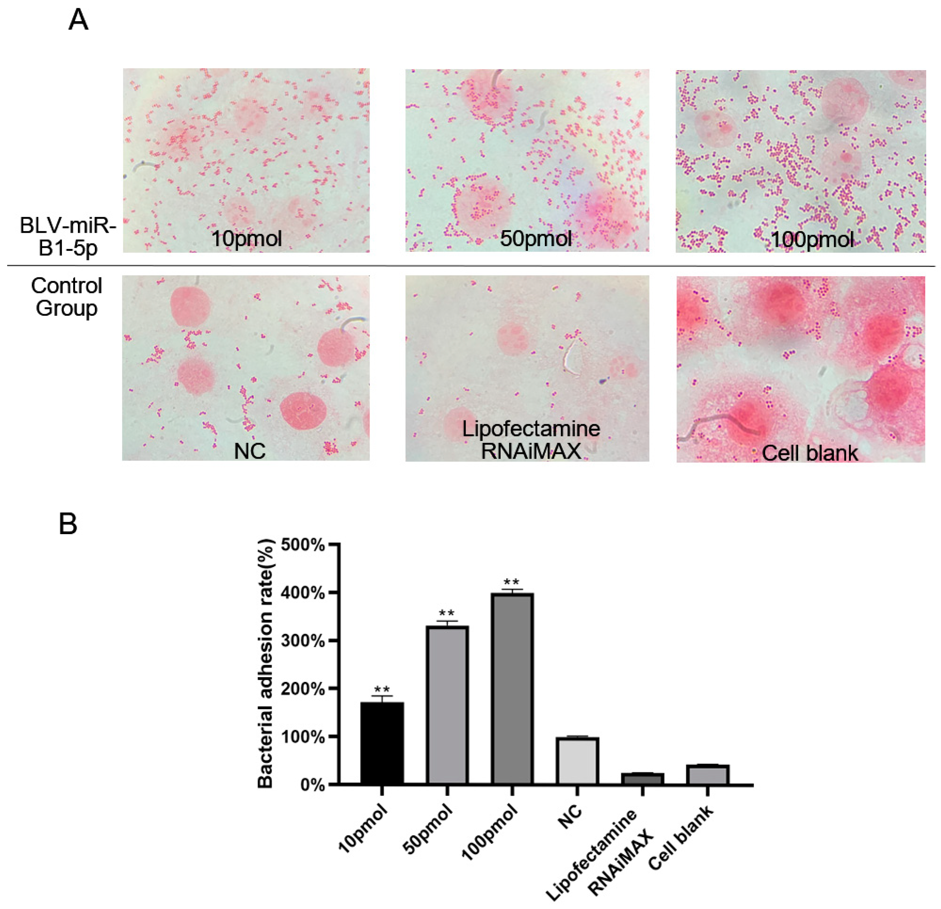 Animals 13 03811 g001