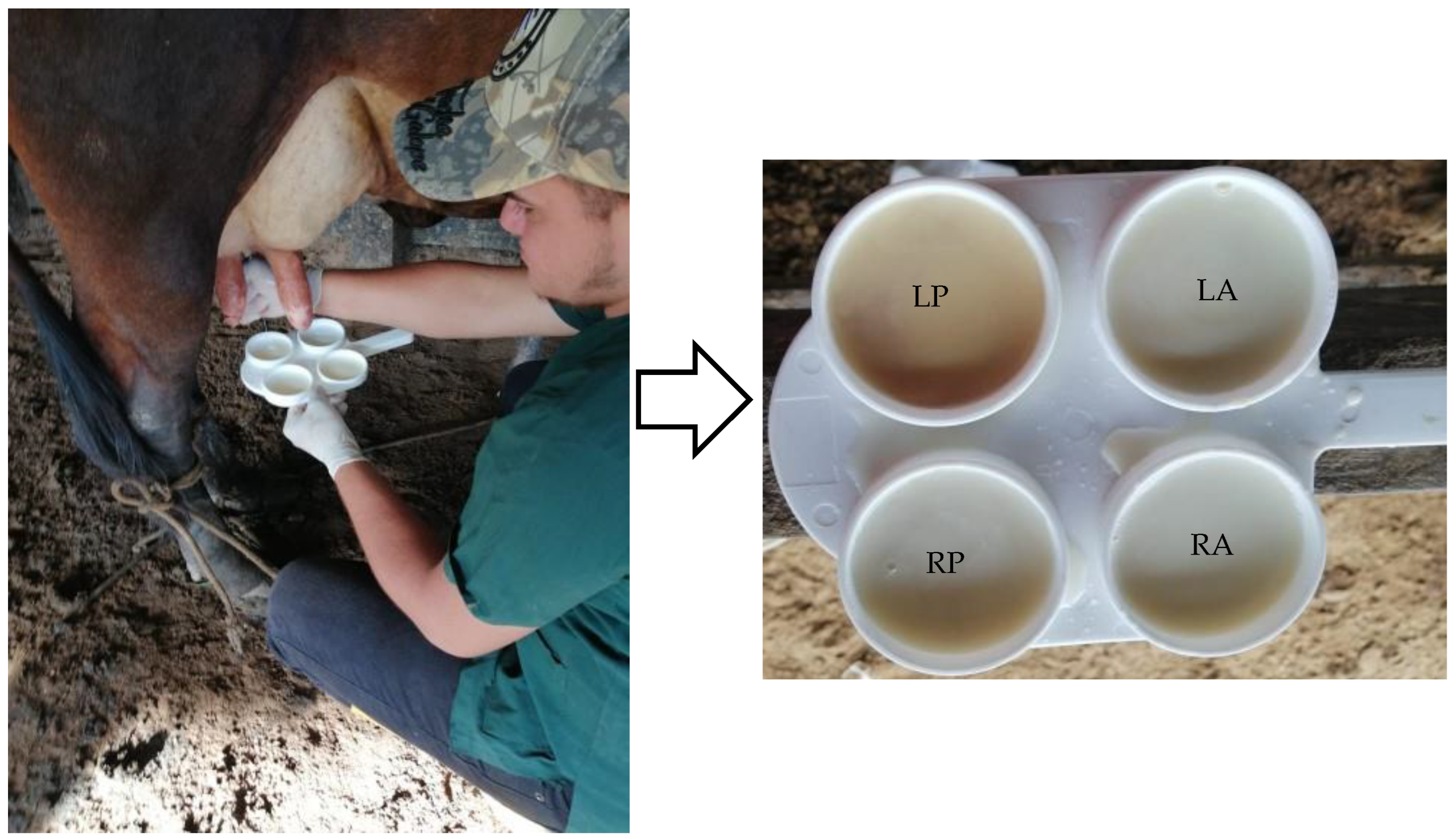 Animals 13 03815 g002