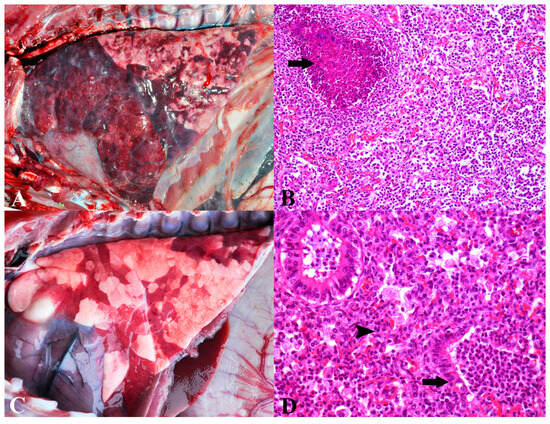 Main Causes of Death in Piglets from Different Brazilian Nursery Farms ...