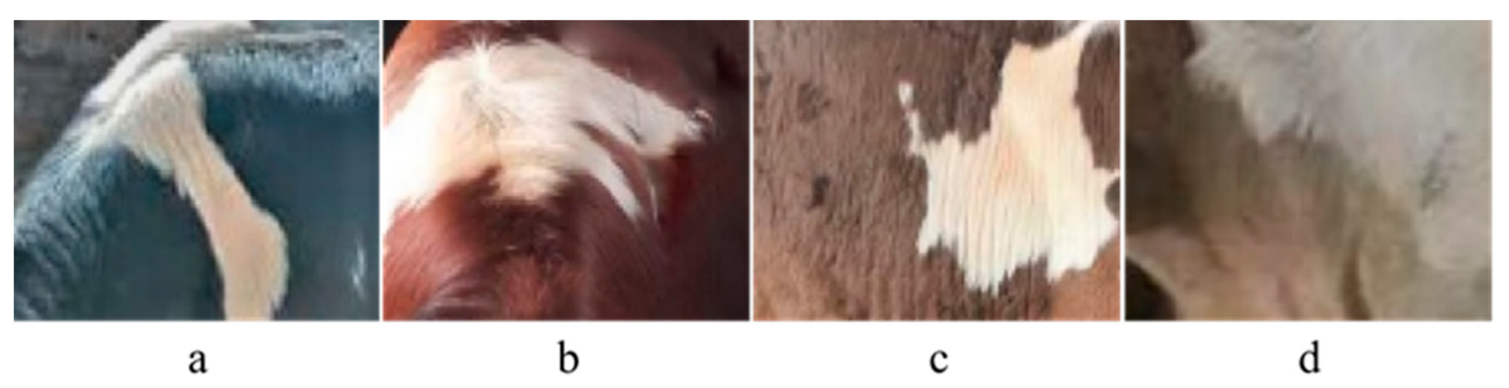 Animals 13 03821 g002