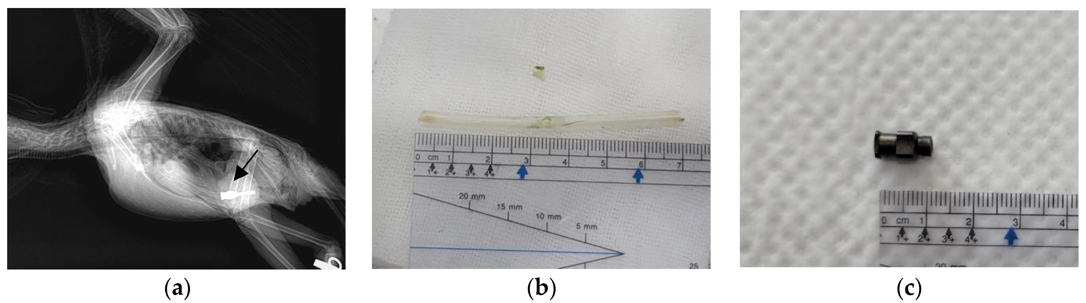 Animals 13 03839 g001 Animals 13 03839 g001